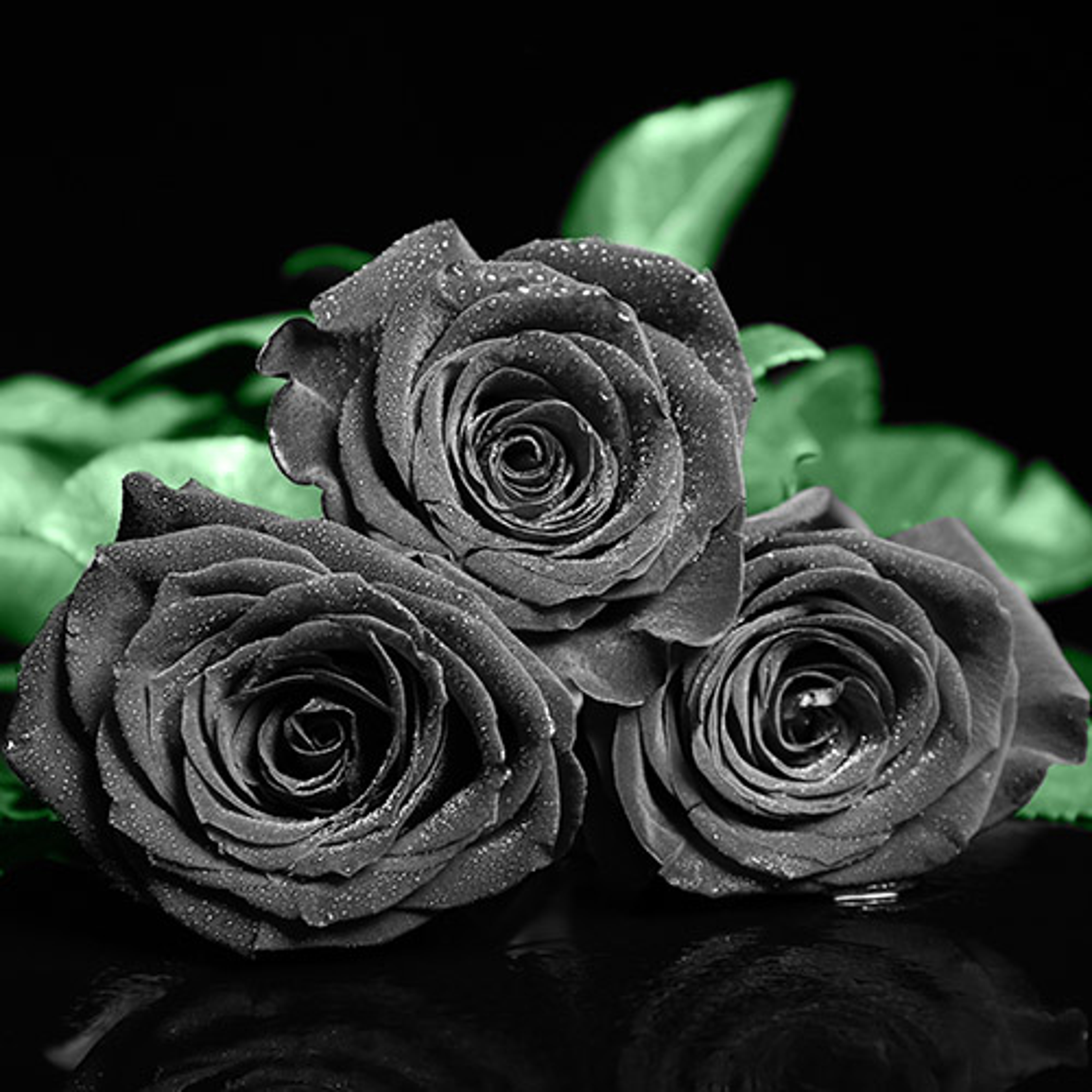 Bouquet of beautiful roses on dark background