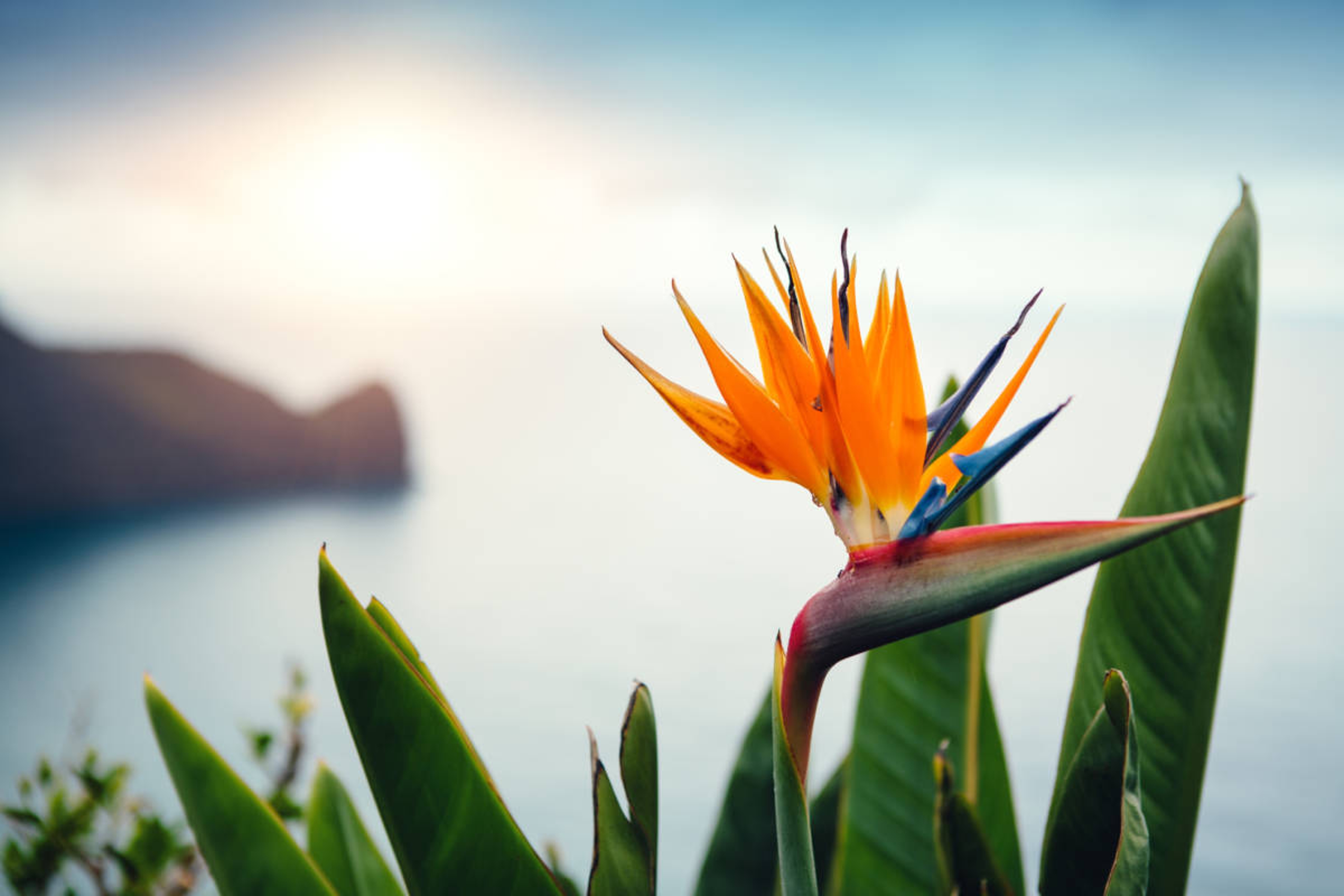 Article Cards Featured Image Strelitzia  Bird Of Paradise  growing on the edge of the cliff   east coast of Madeira island  Cape Ponta de Sao Lourenco .