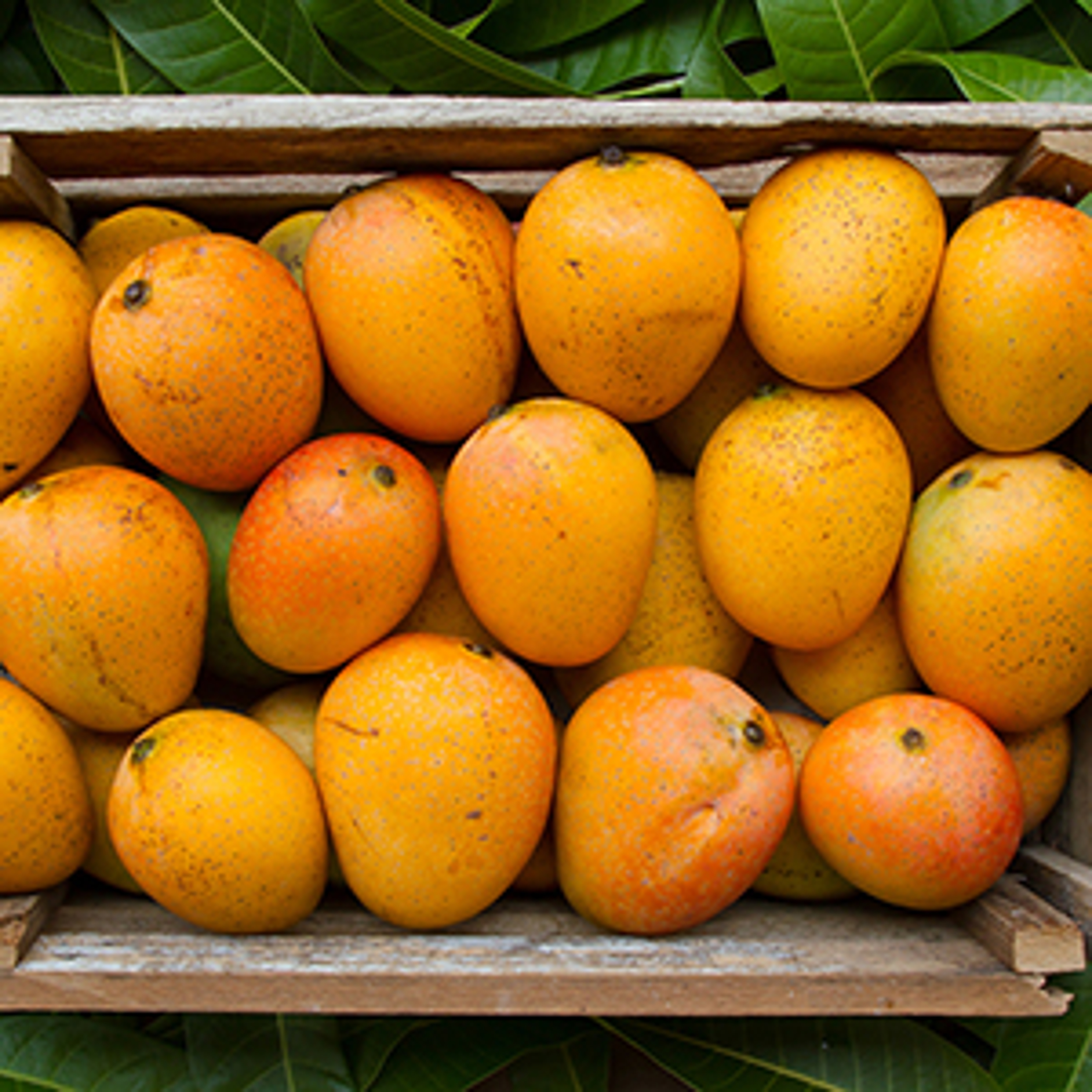 Box of ripe mangoes.