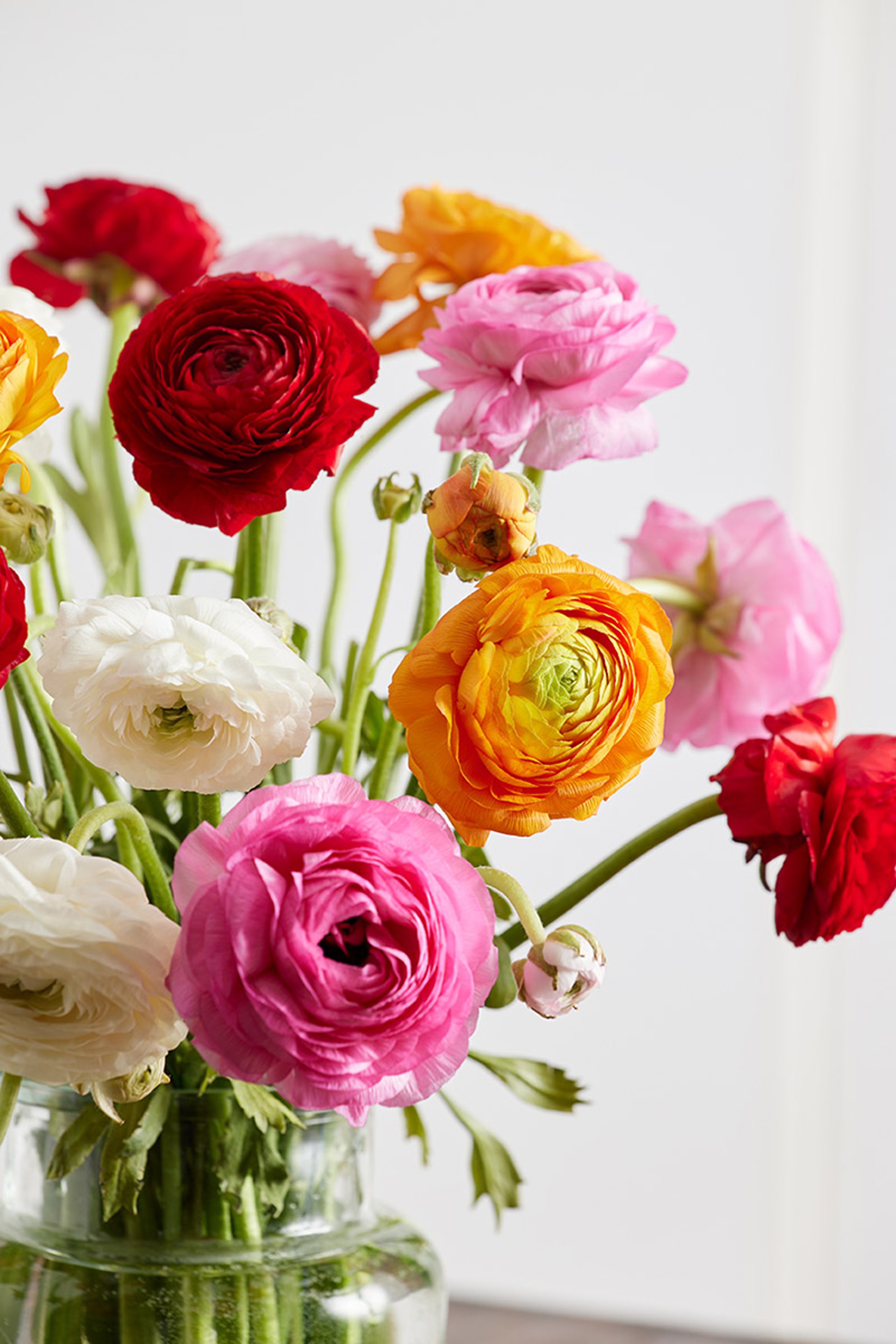 ranunculus in a vase