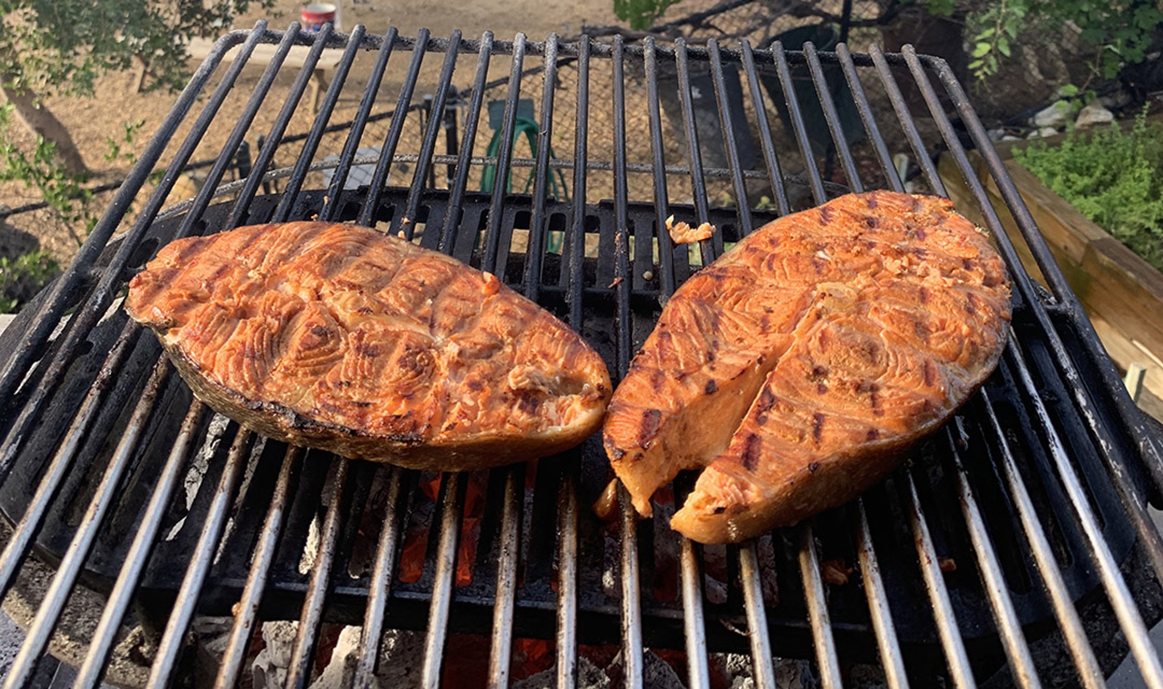 Article Cards Featured Image grilled salmon jonathan waxman