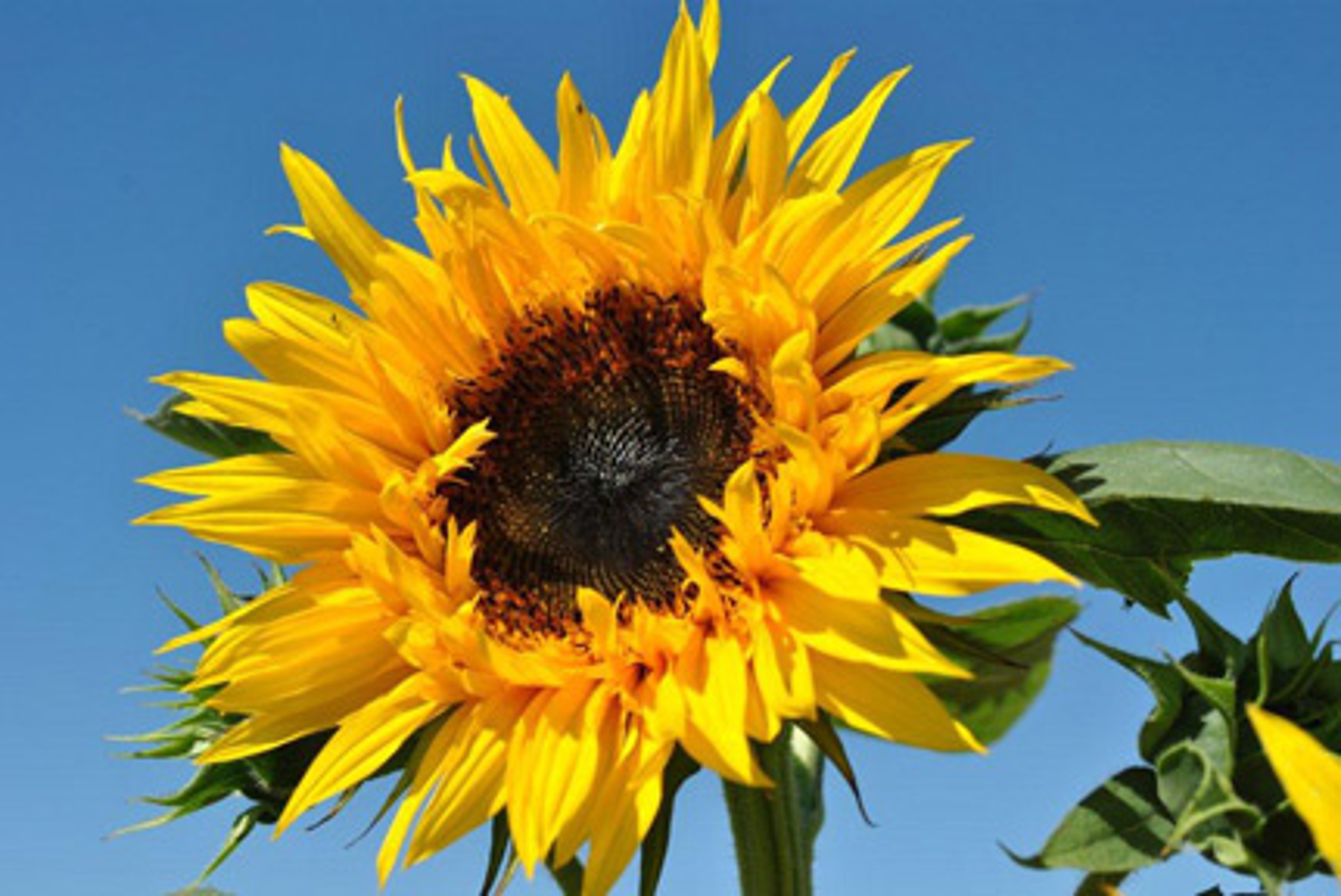 Article Cards Featured Image Towering Sunflower in a Field