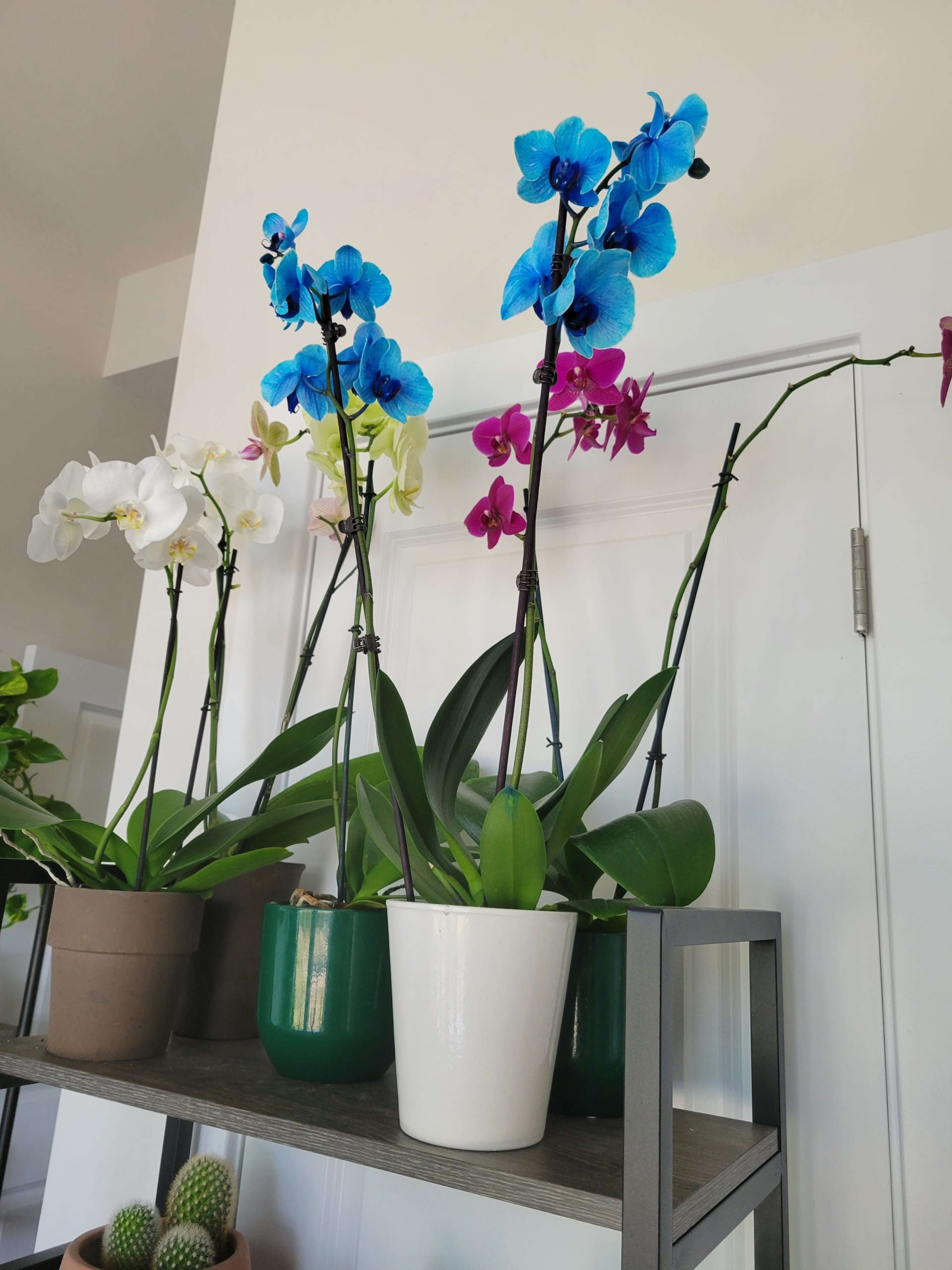 Large Phalaenopsis Orchids on a shelf in a dorm