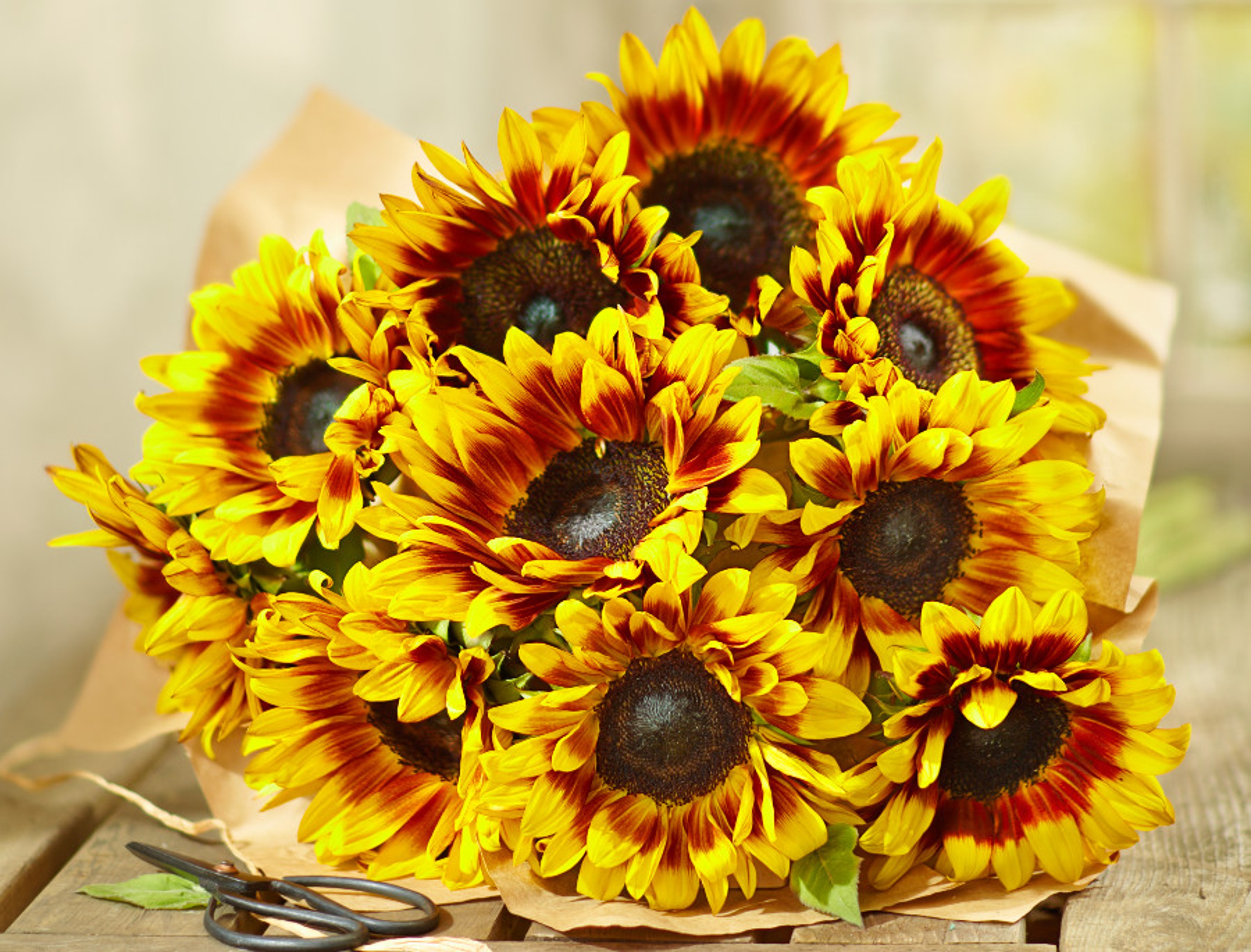 sunflowers