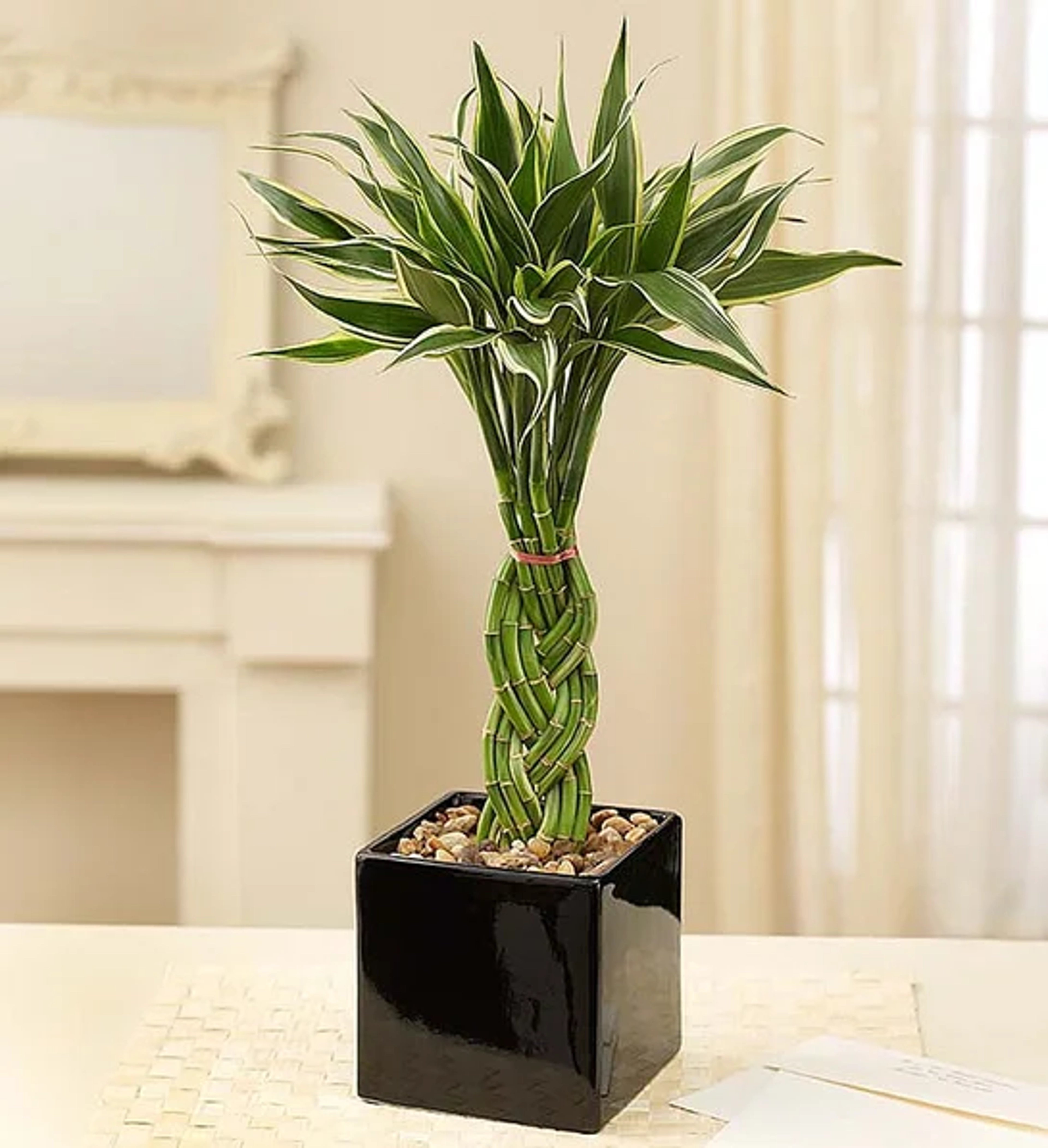 low maintenance plants Modern Bamboo