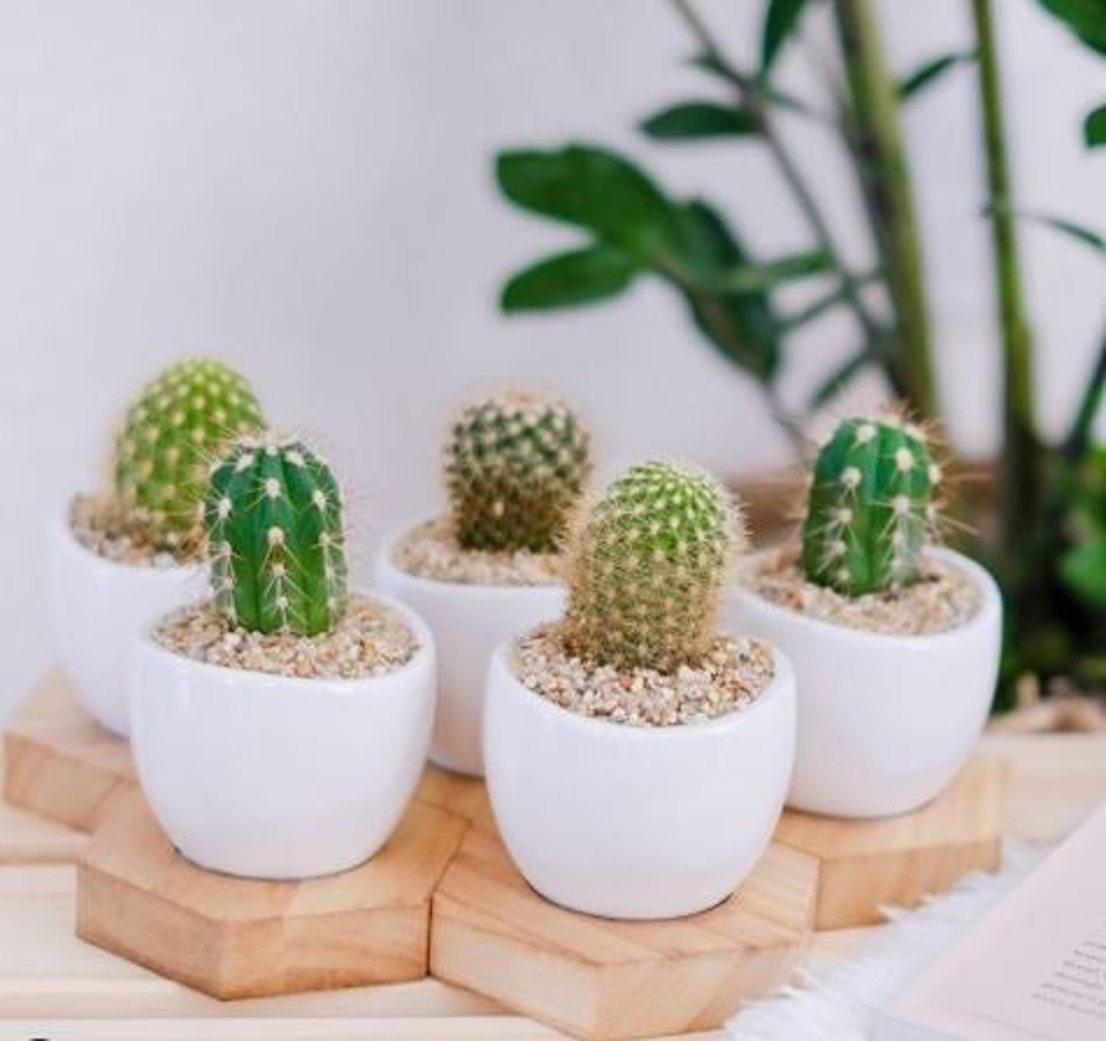 Mini Cacti in white pots sitting on wooden coasters