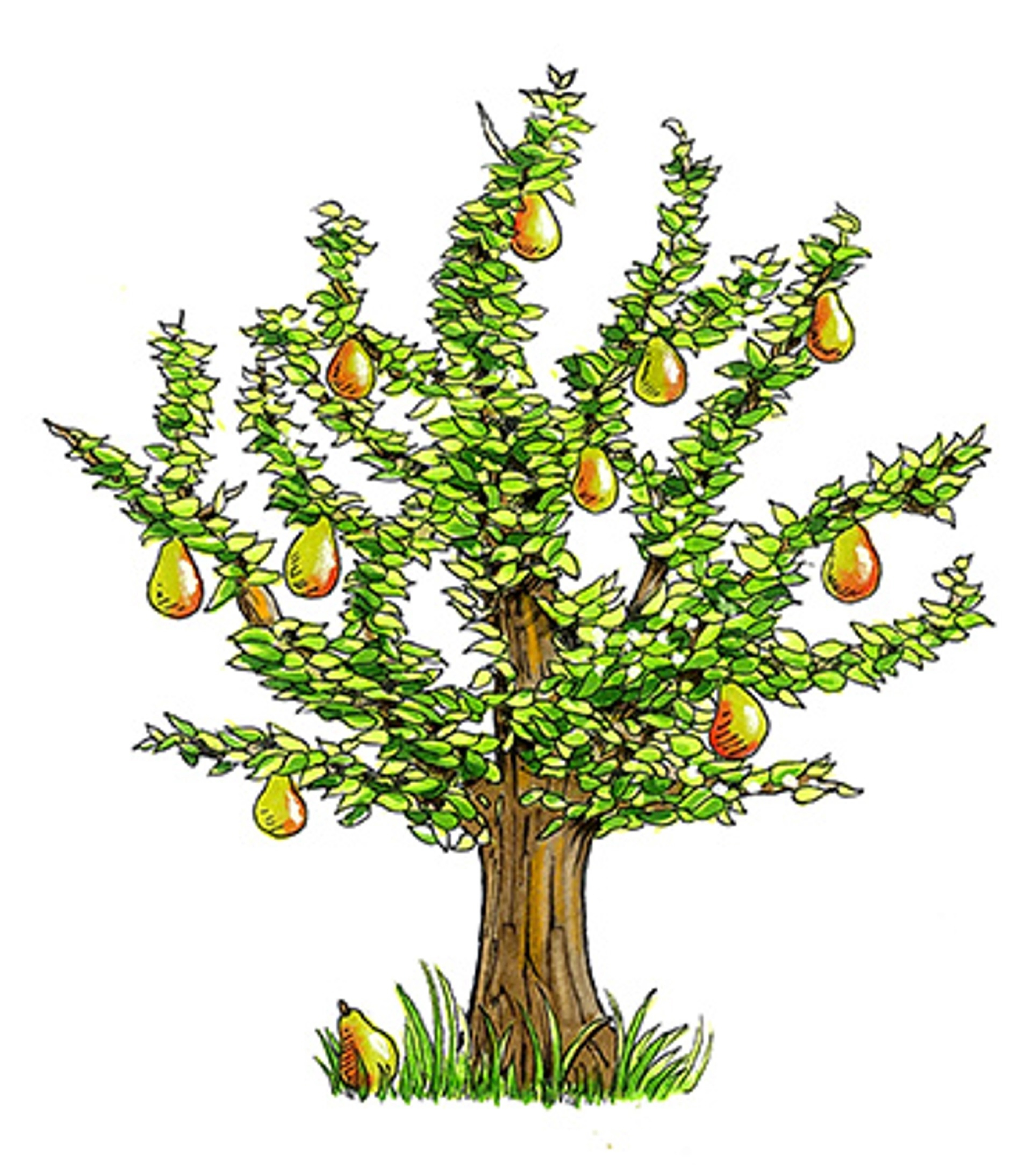 Illustration of a Royal Riviera pear tree.