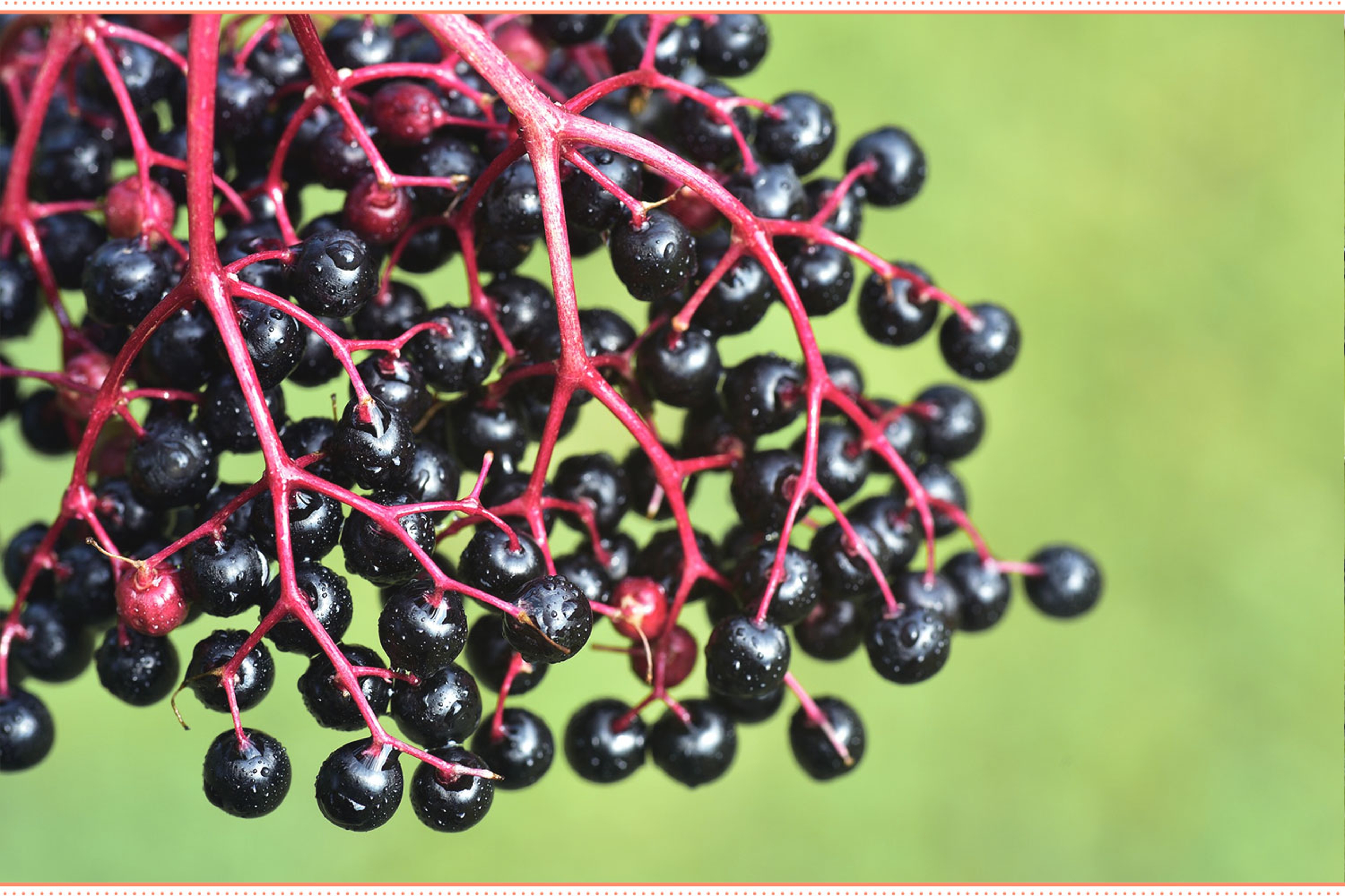 types of fruit elderberry