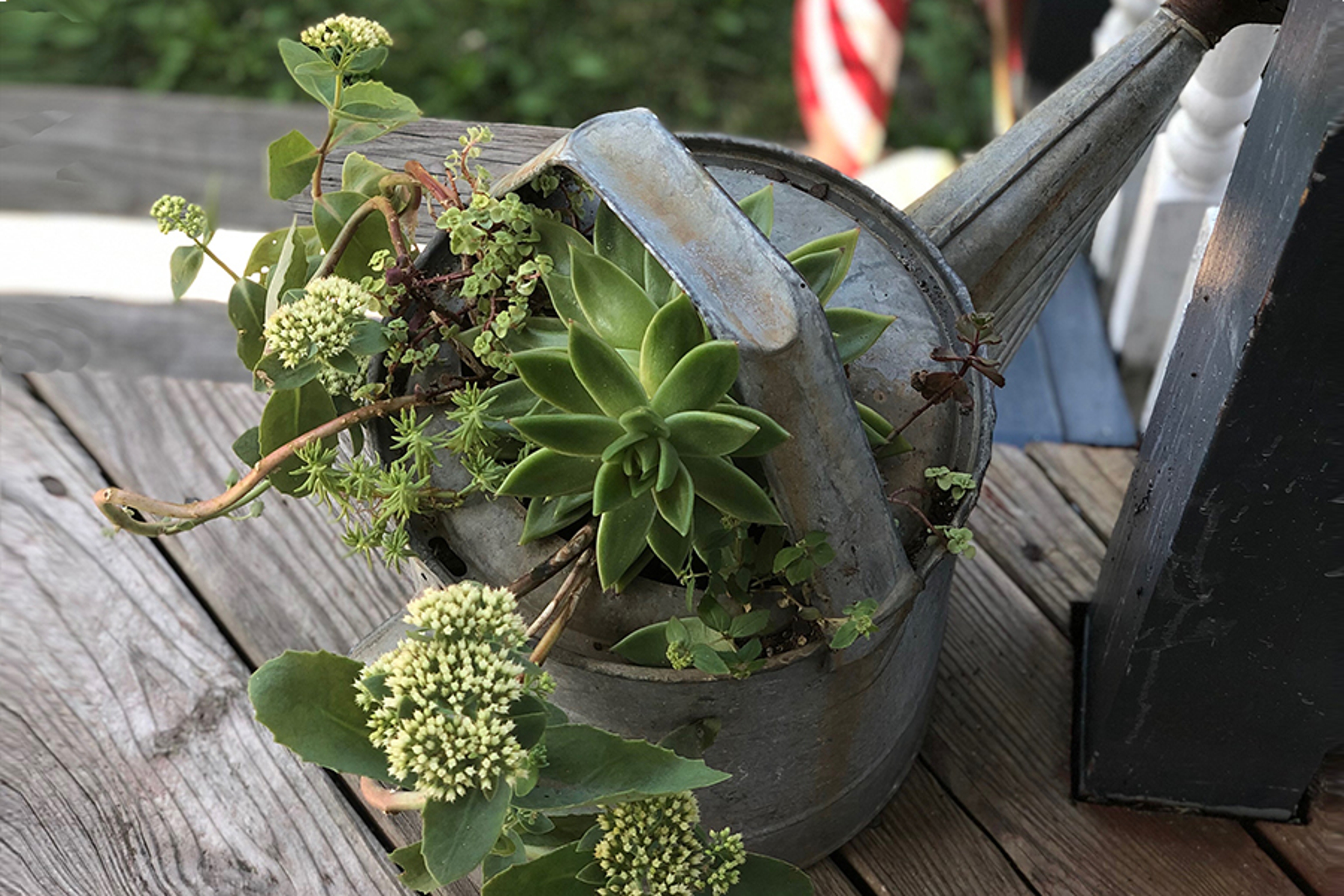 Article Cards Featured Image plant watering can