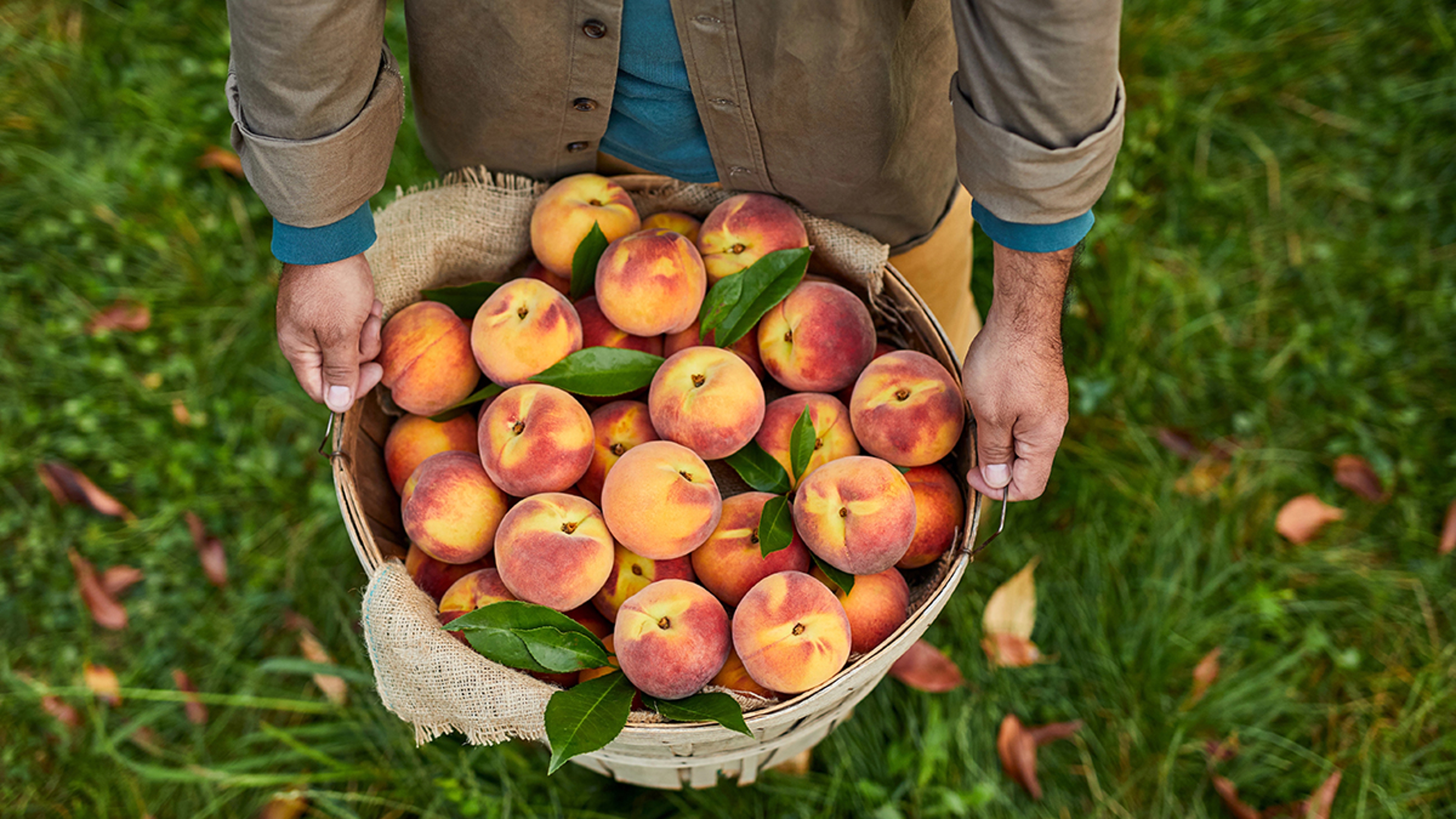 types of peaches hero