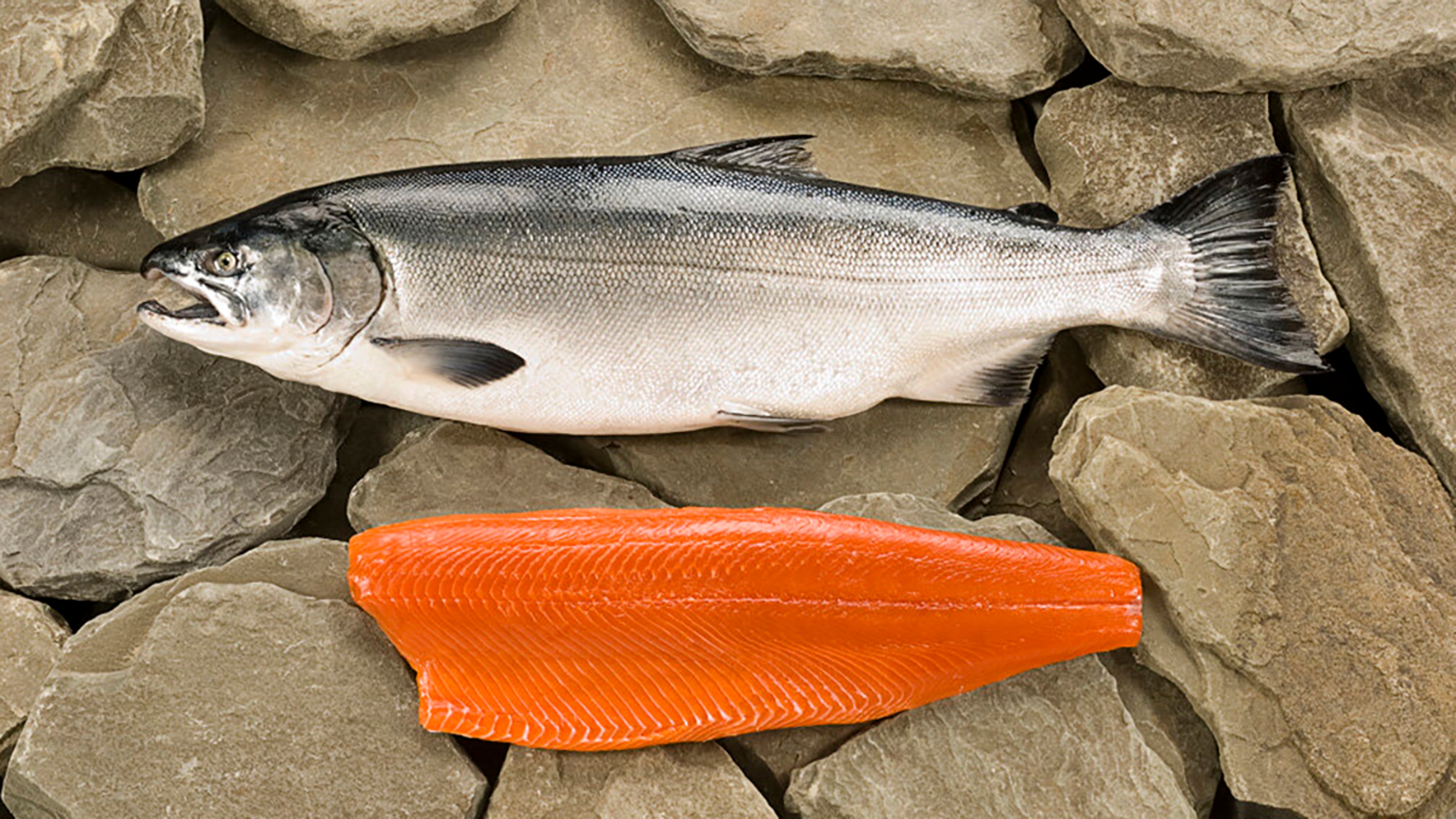 Coho salmon lying next to a filet of salmon.