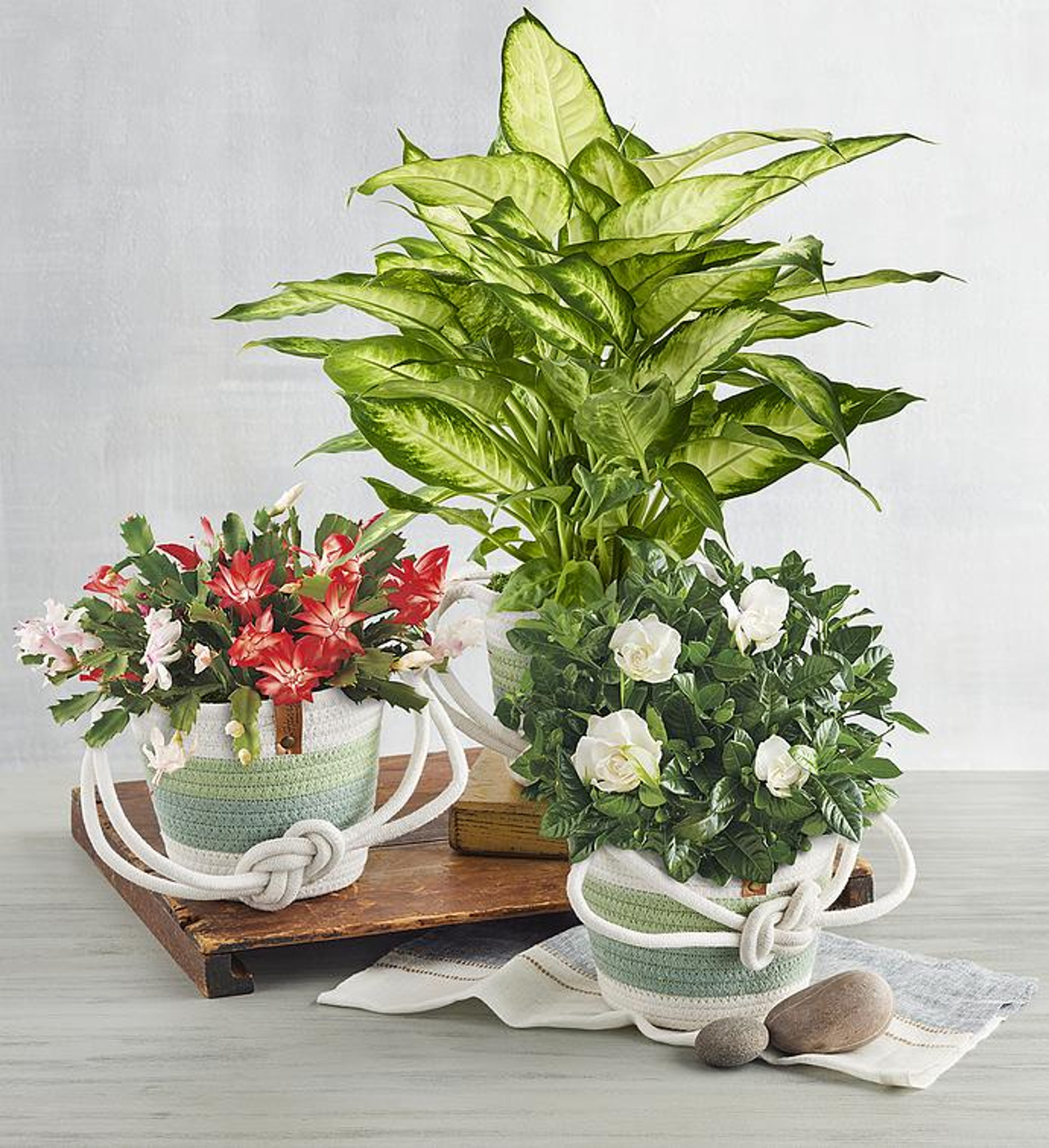 birthday gifts for women plant of the month club