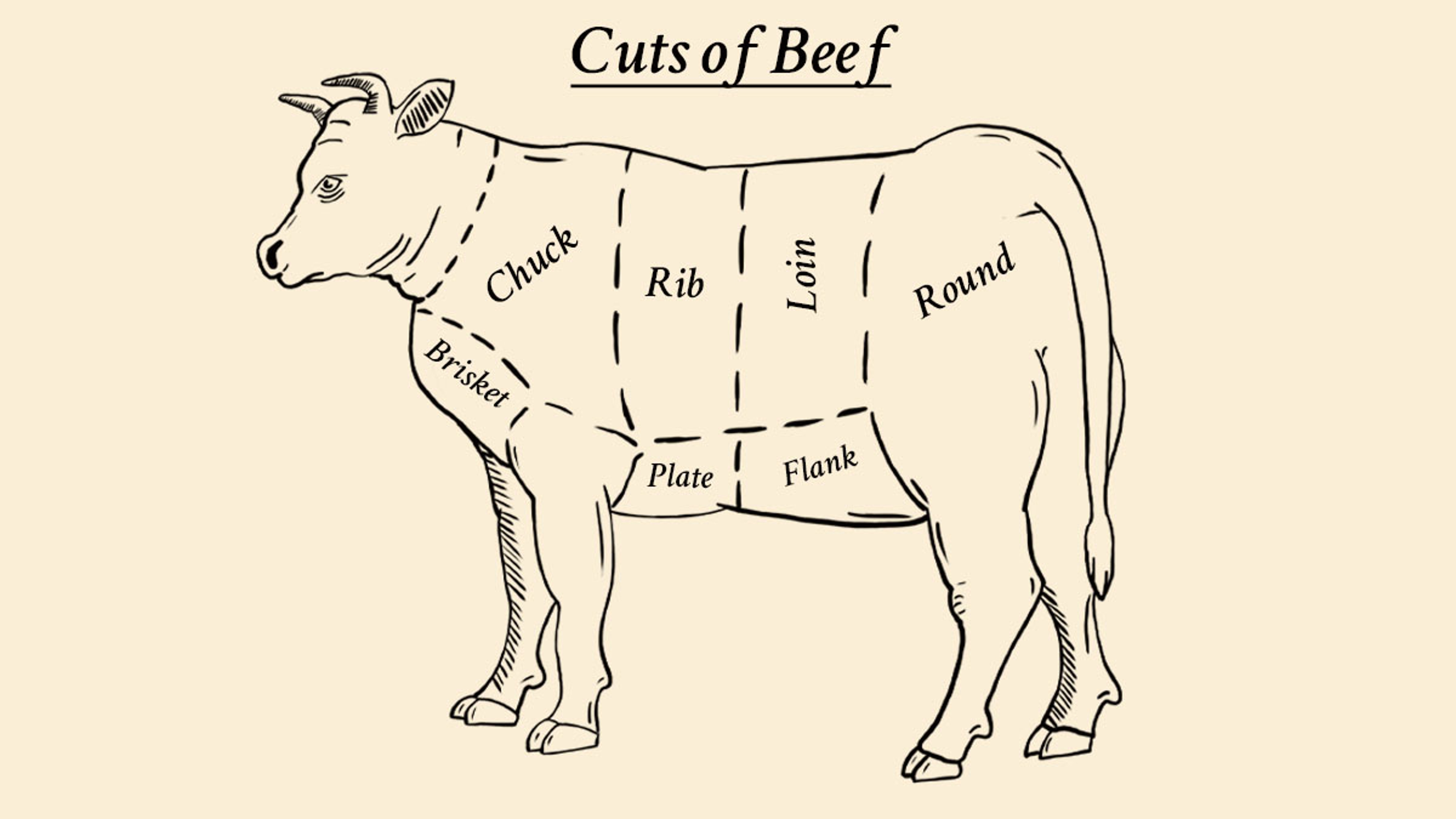 Illustration of a cow showing cuts of beef diagram