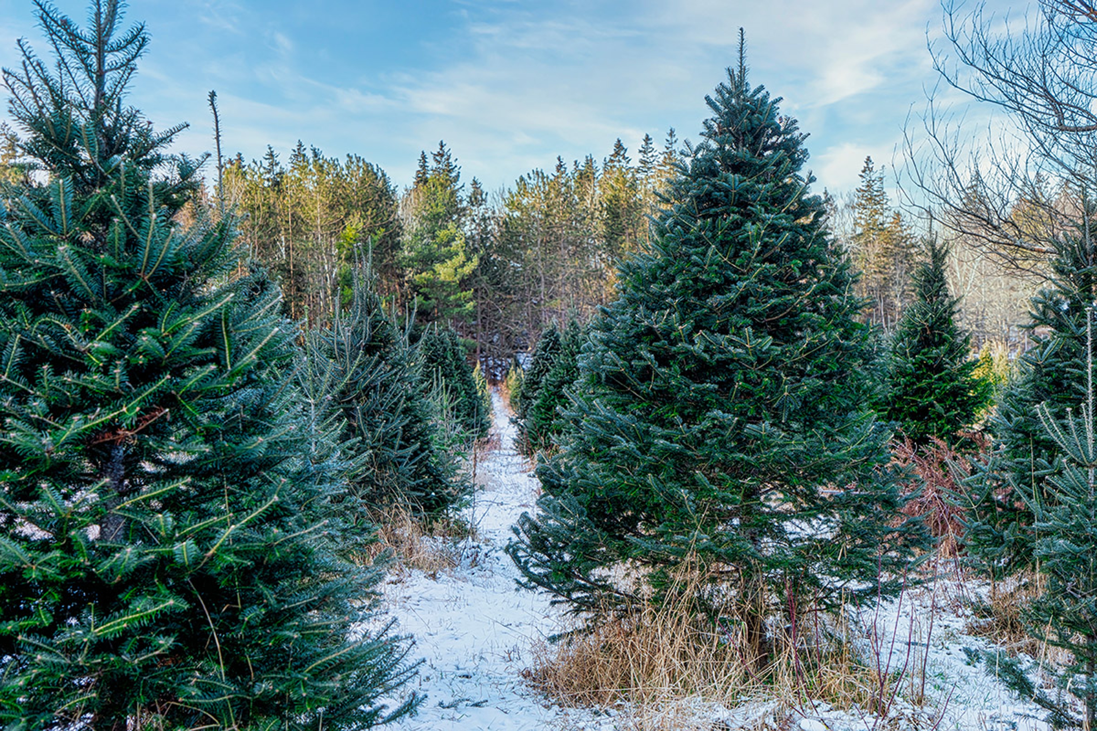 types of christmas trees canaan fir