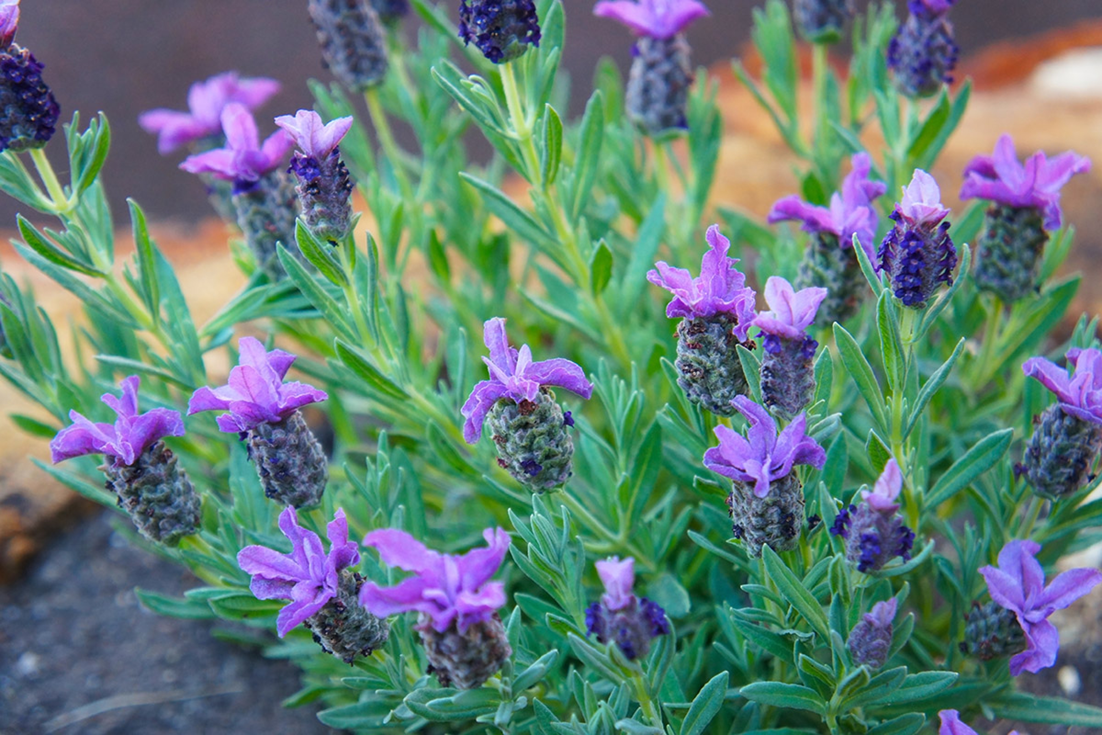 types of lavender portuguese lavender