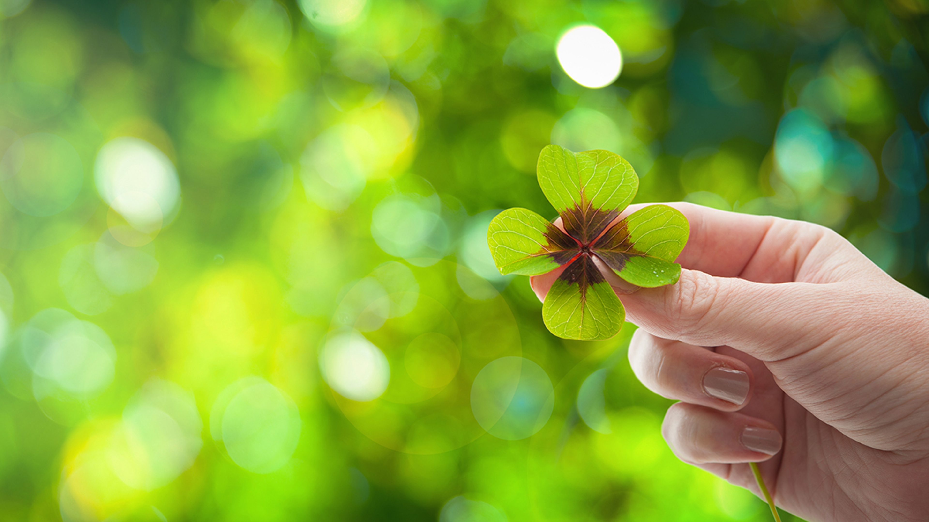 Article Cards Featured Image Four leaf clover in womens hand