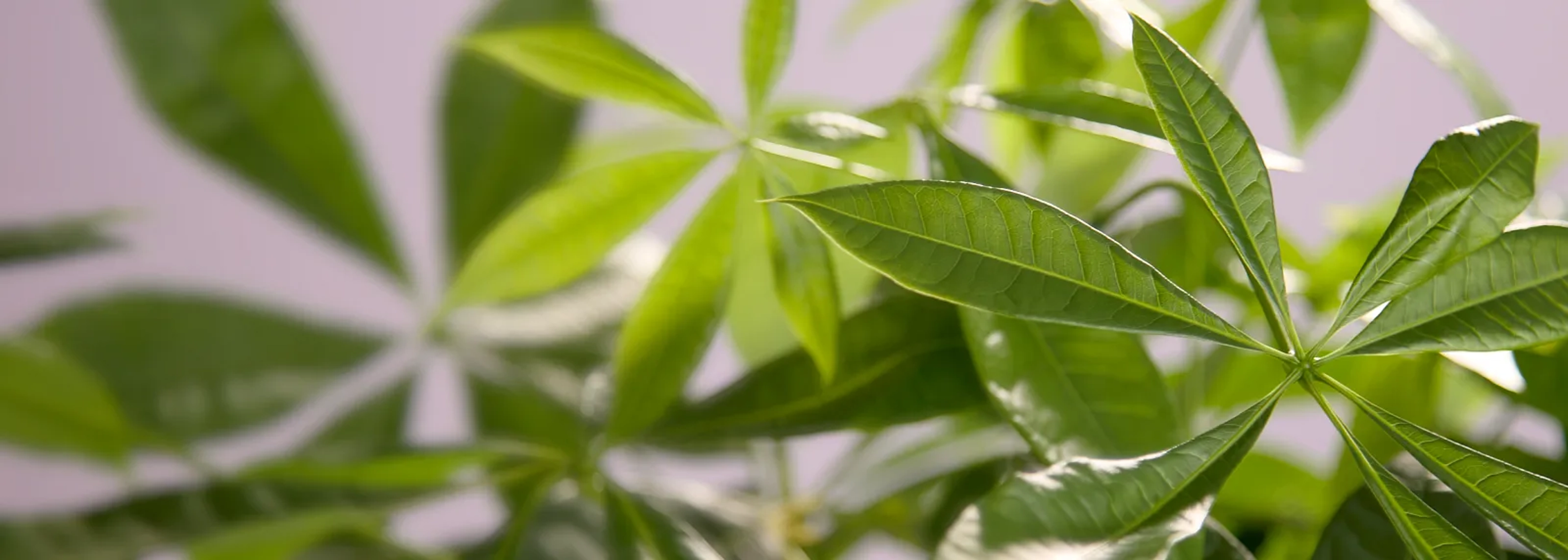 Article Cards Featured Image plant of the year money tree