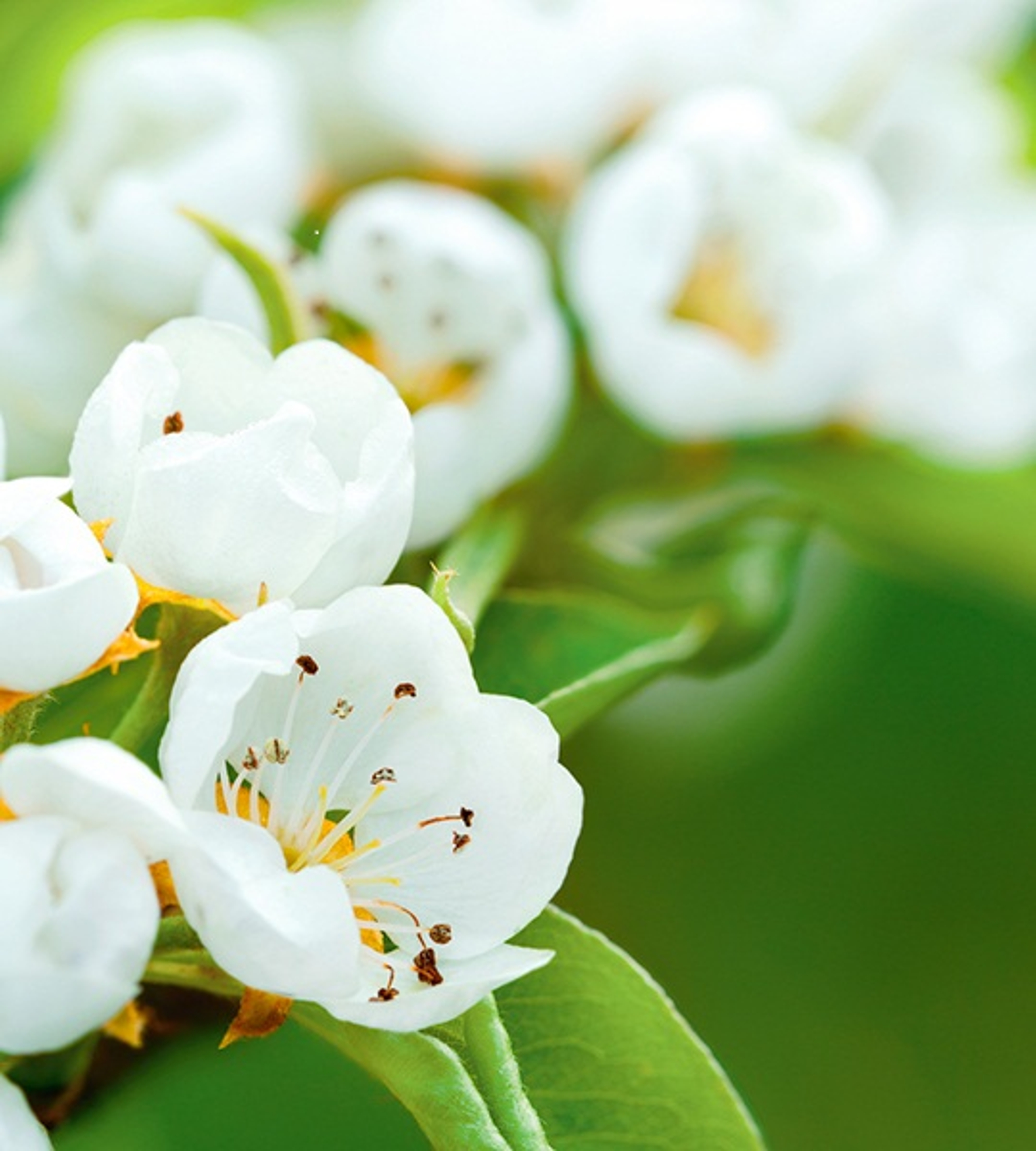 white flowers blossoms