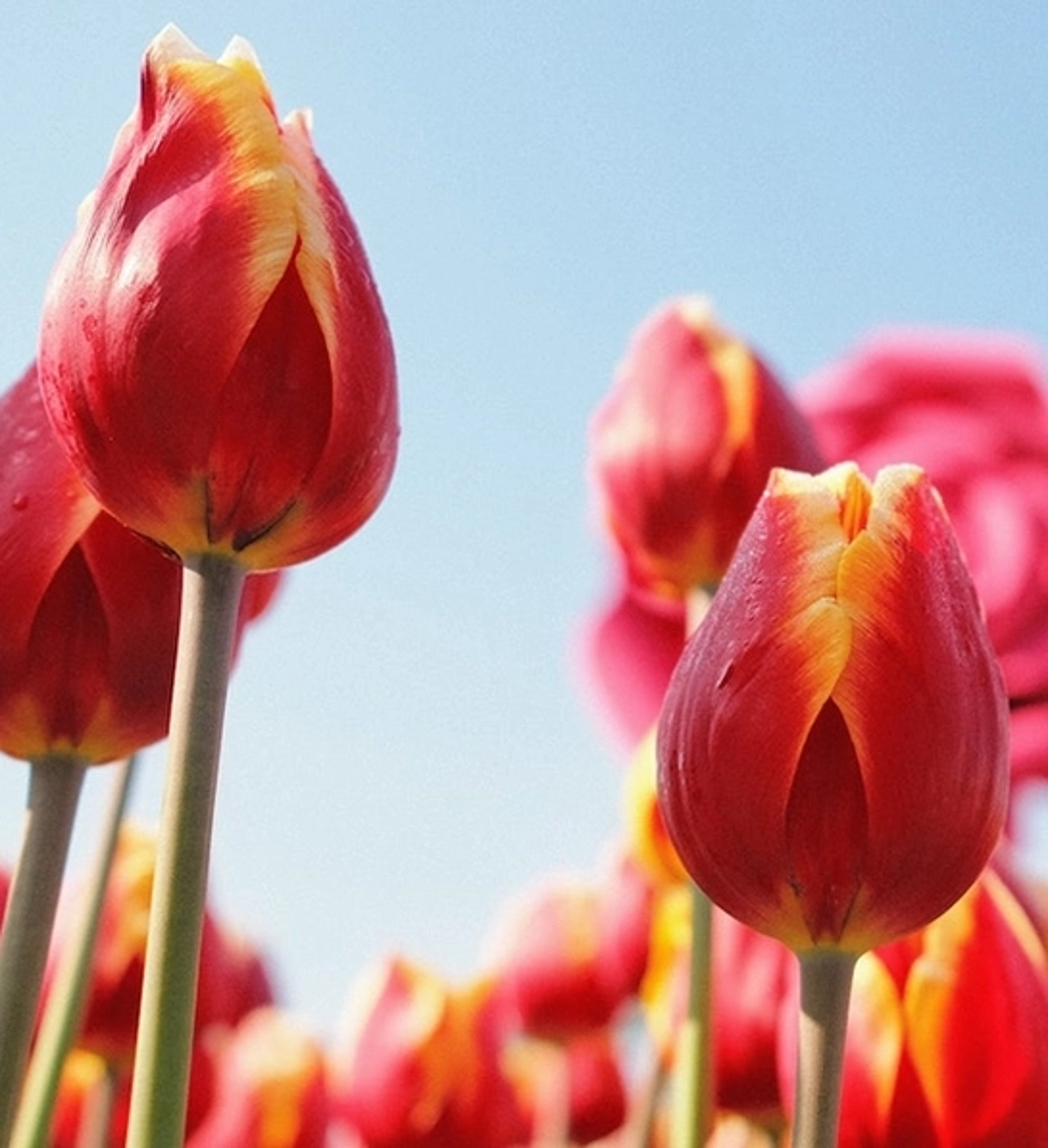 easter flowers with tulips