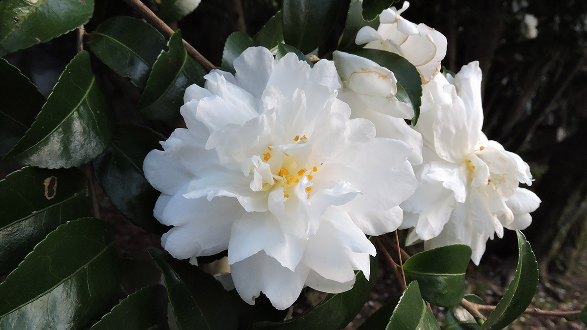 camellia