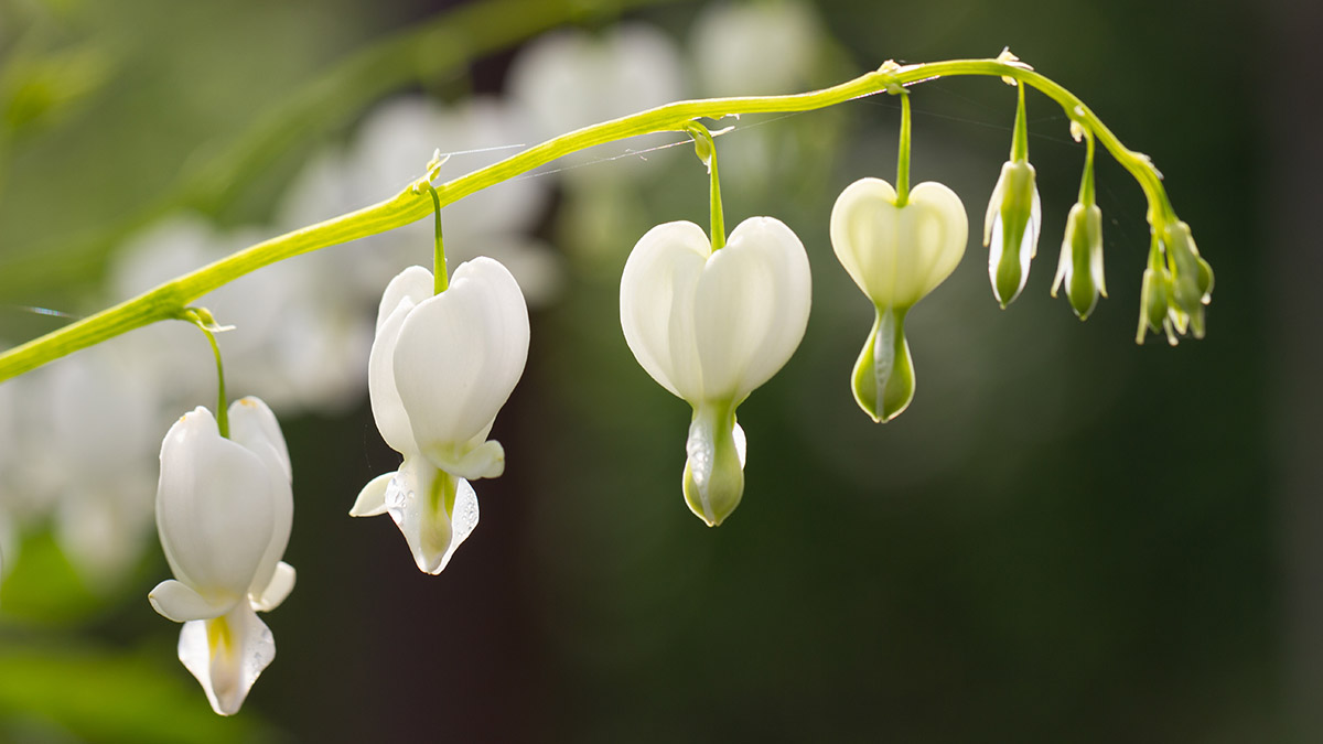 White bleeding heart flowers