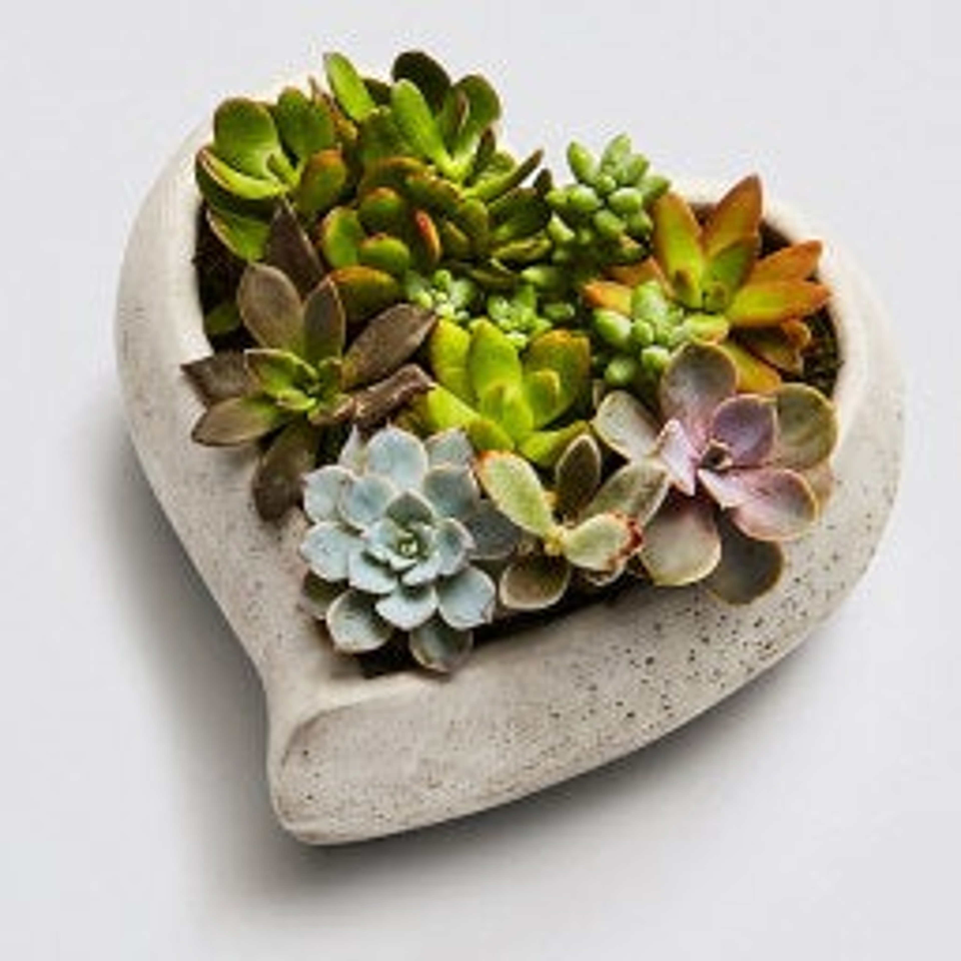 Sweet Succulent Heart Garden