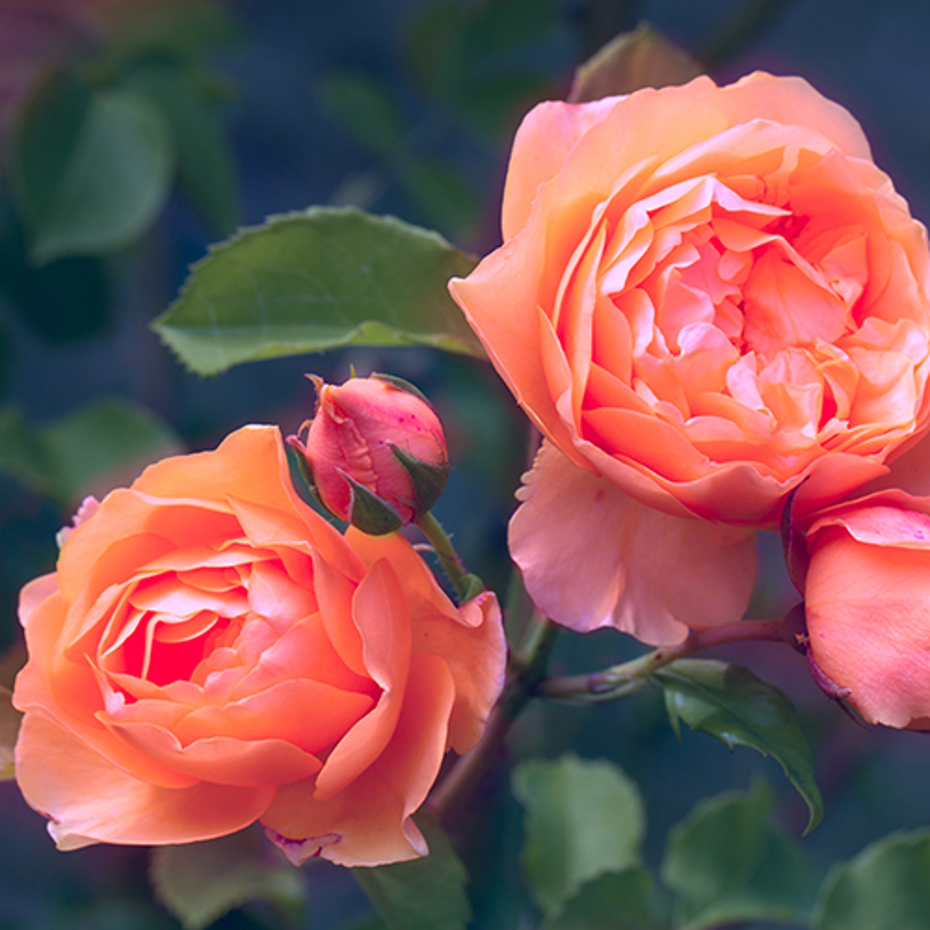 Beautiful living coral roses flowers in garden close up. Tinted effect, shallow depth of field
