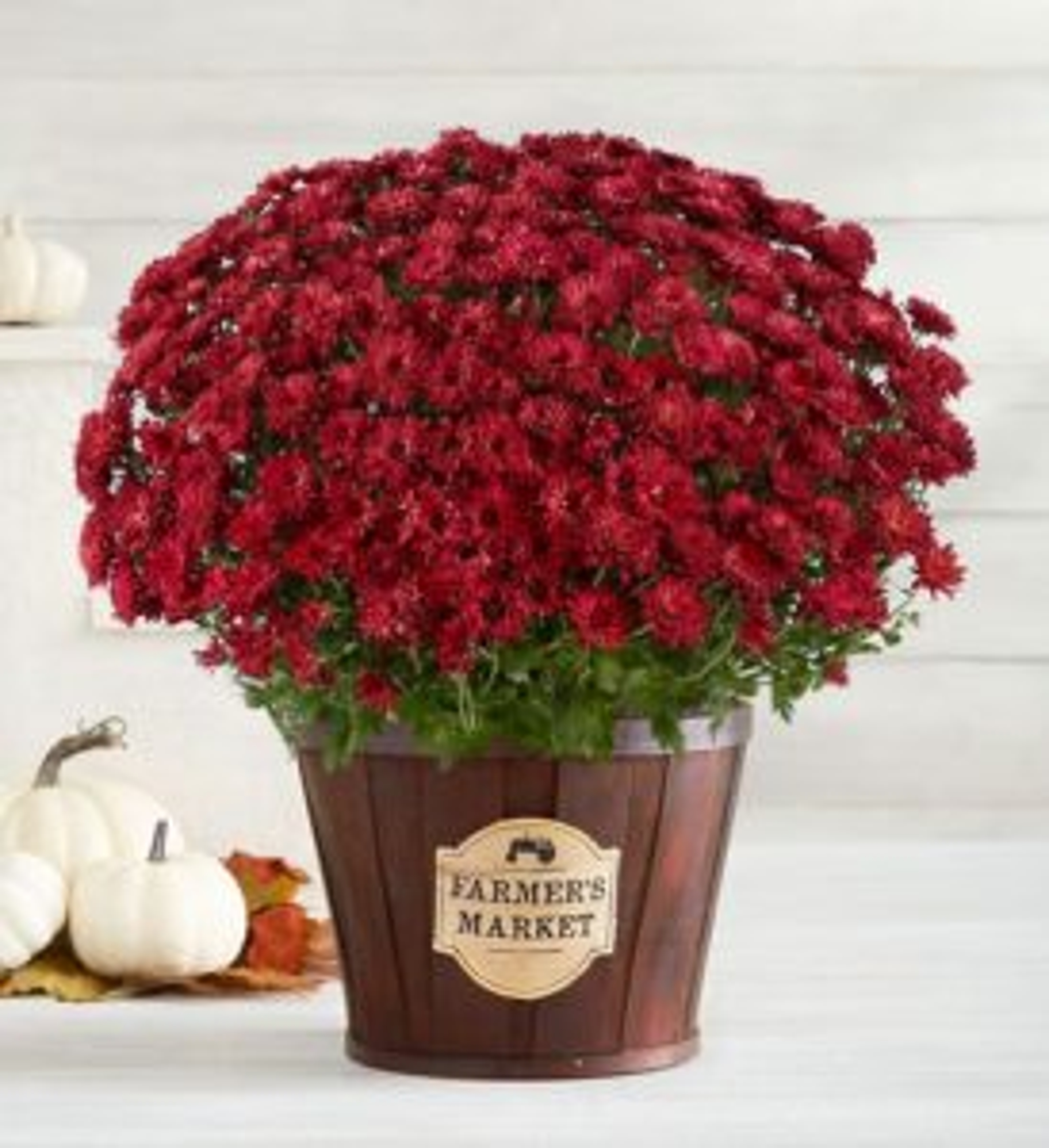 A photo of november birthdays chrysanthemums
