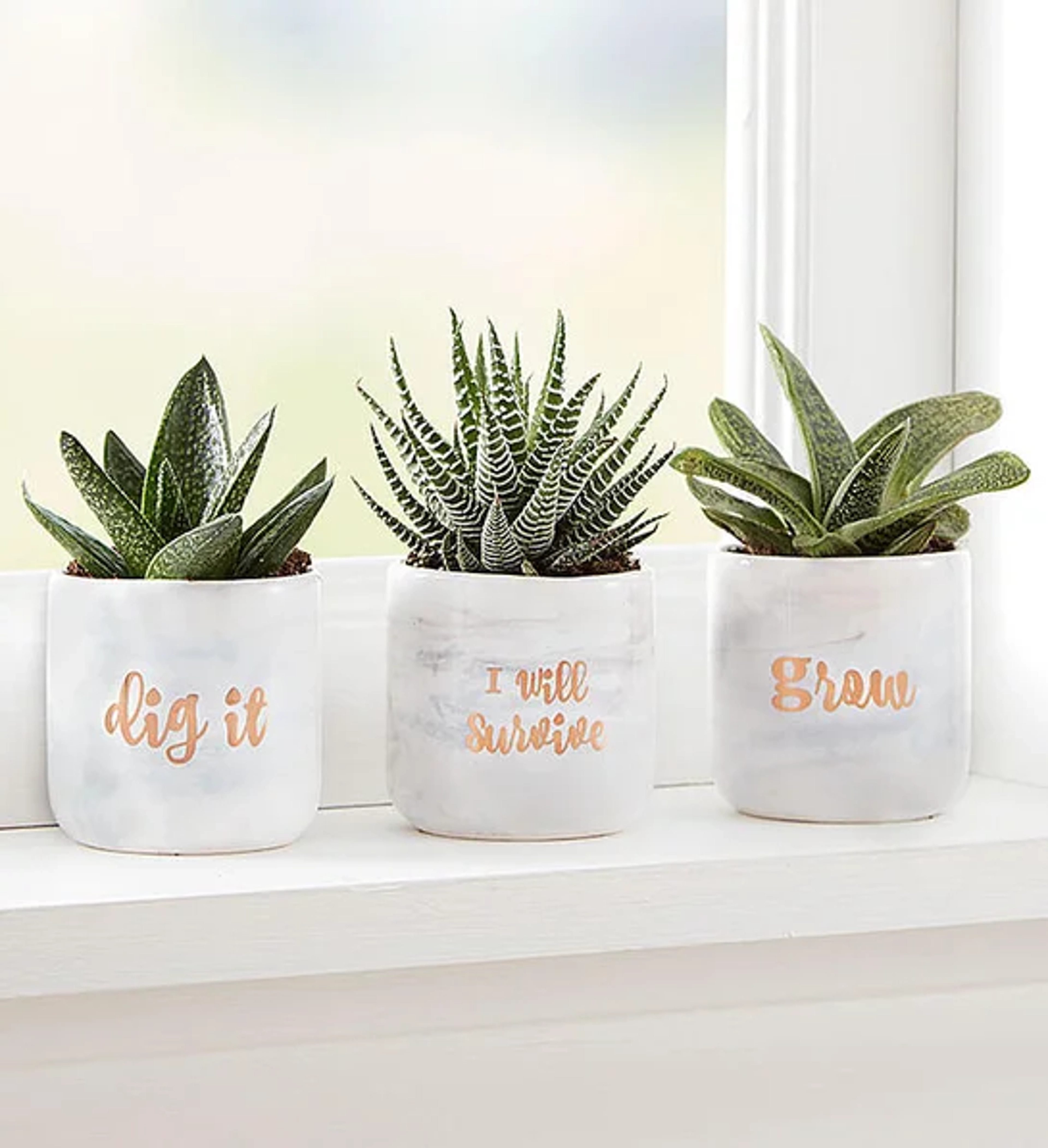 succulent care succulent trio