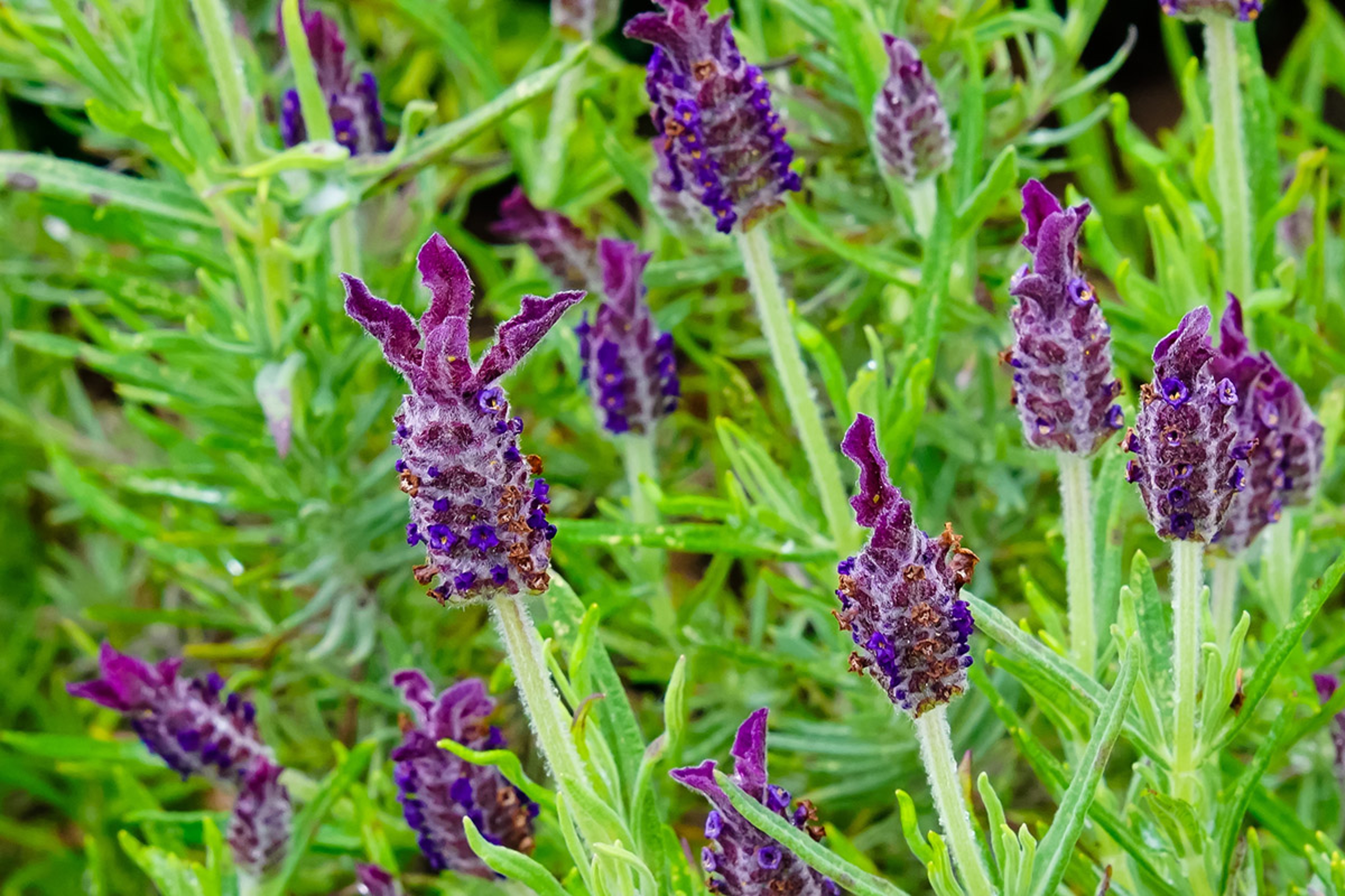 types of lavender spanish lavender