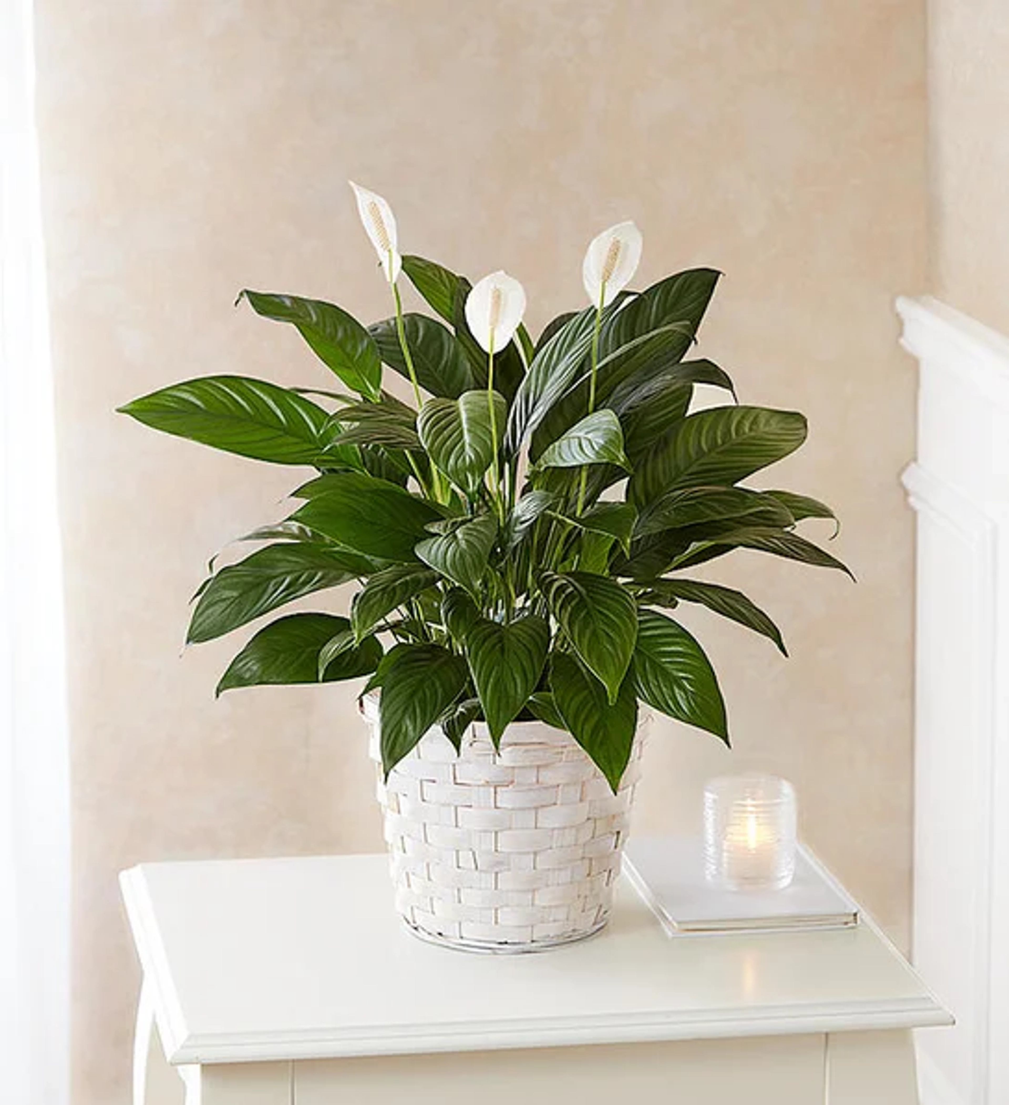 office plants Peace Lily Plant