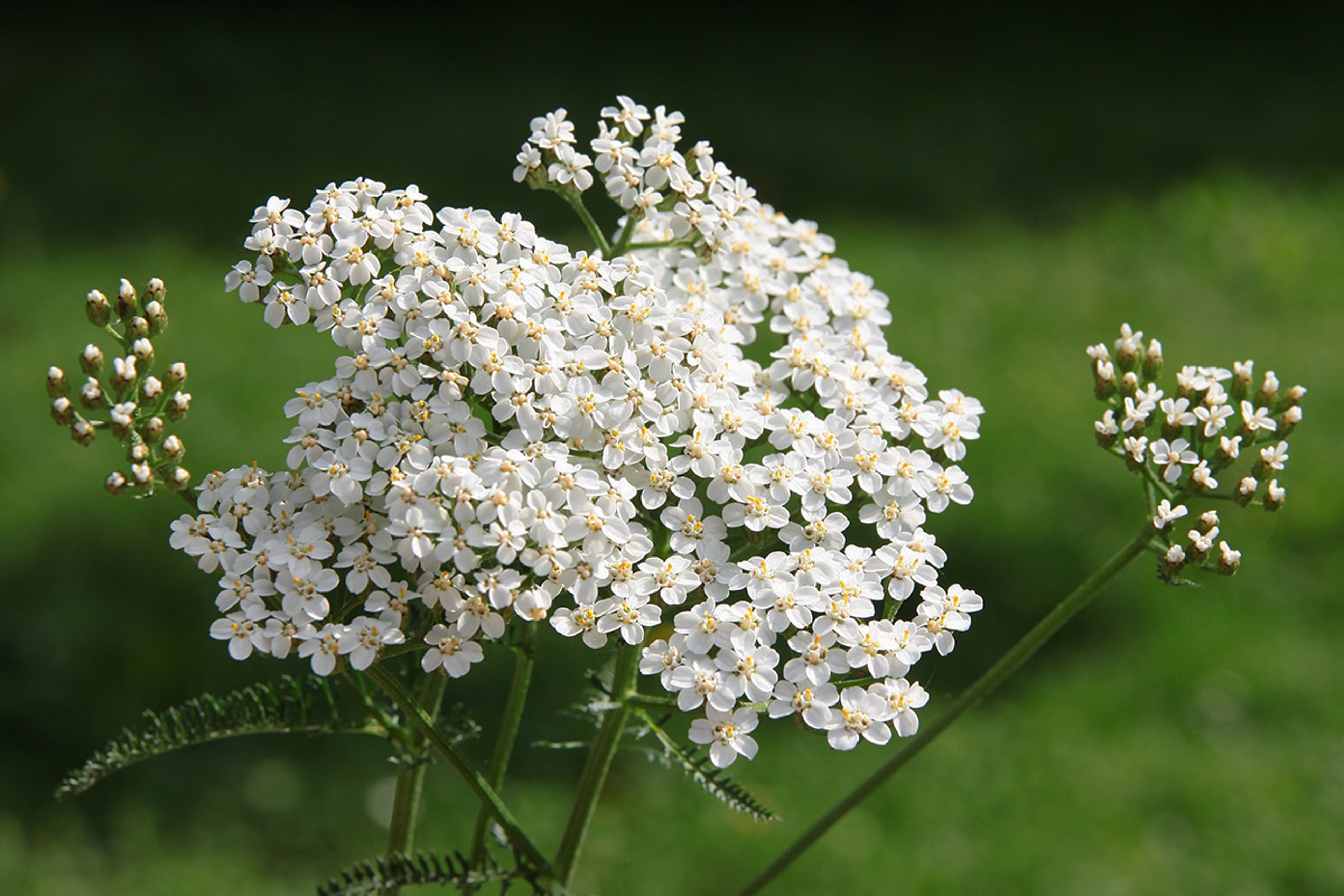 flowers that mean strength yarrow