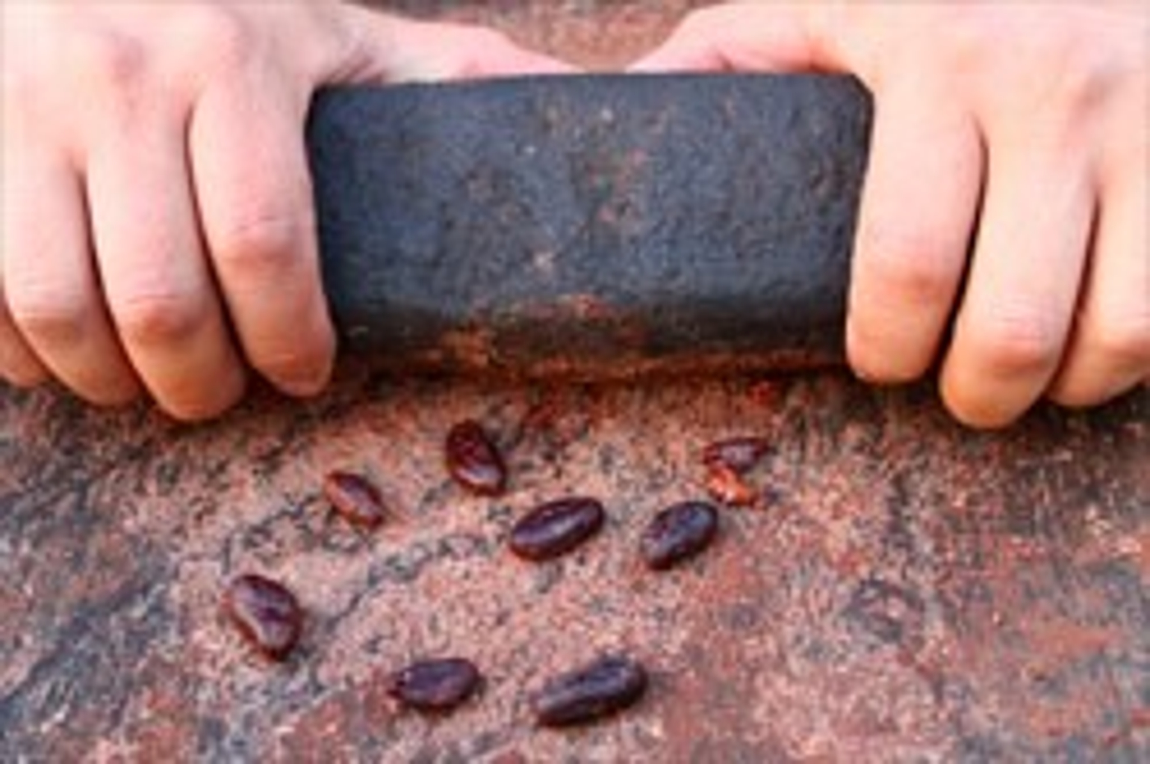 grinding cacao pods with stone