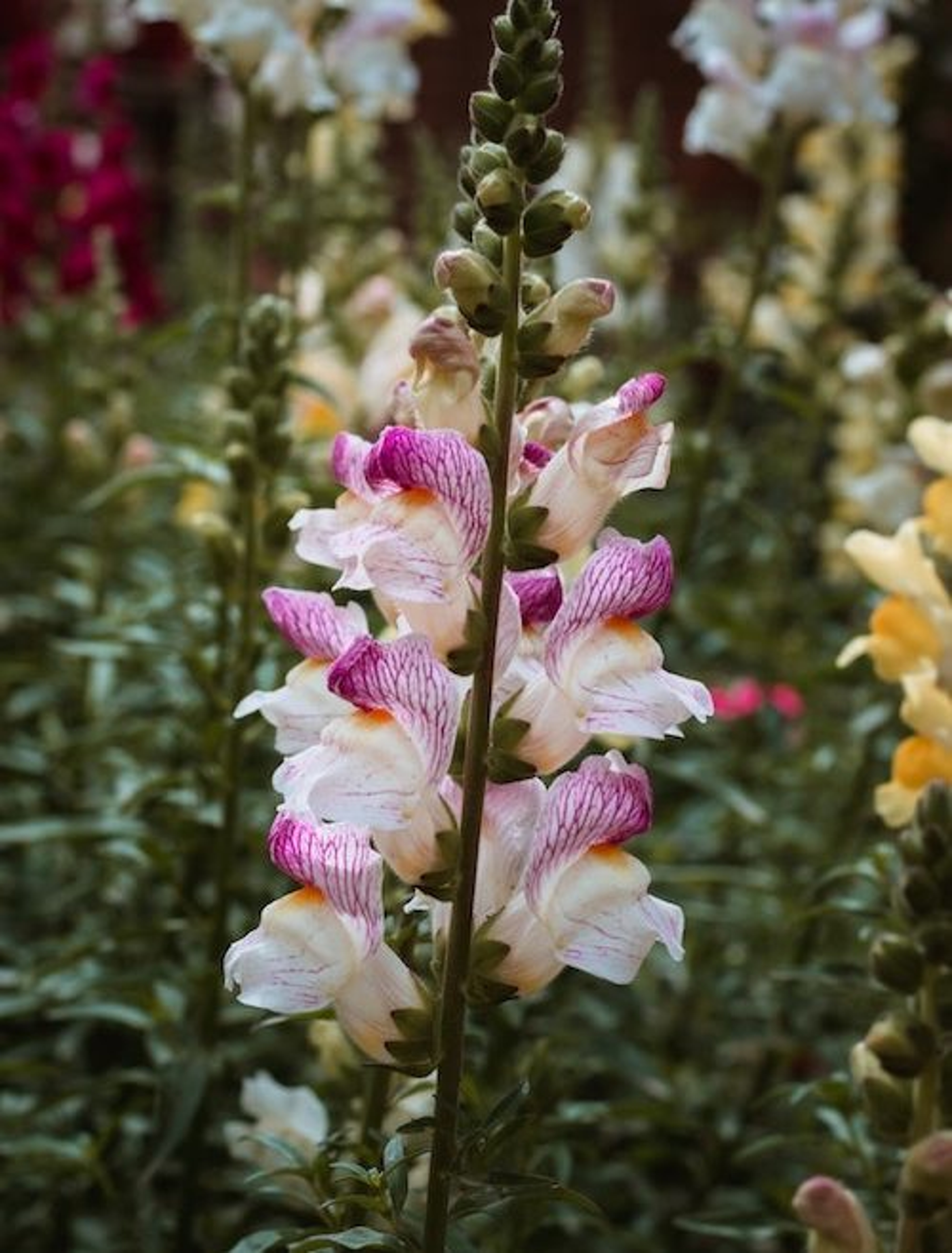 Snapdragons