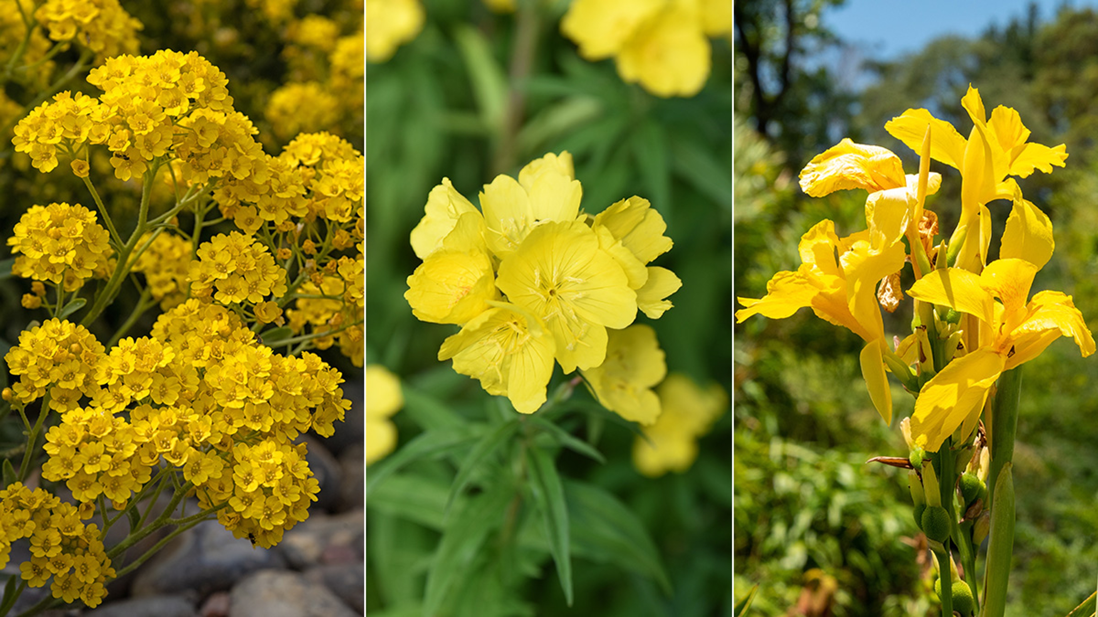 Article Cards Featured Image types of yellow flowers hero