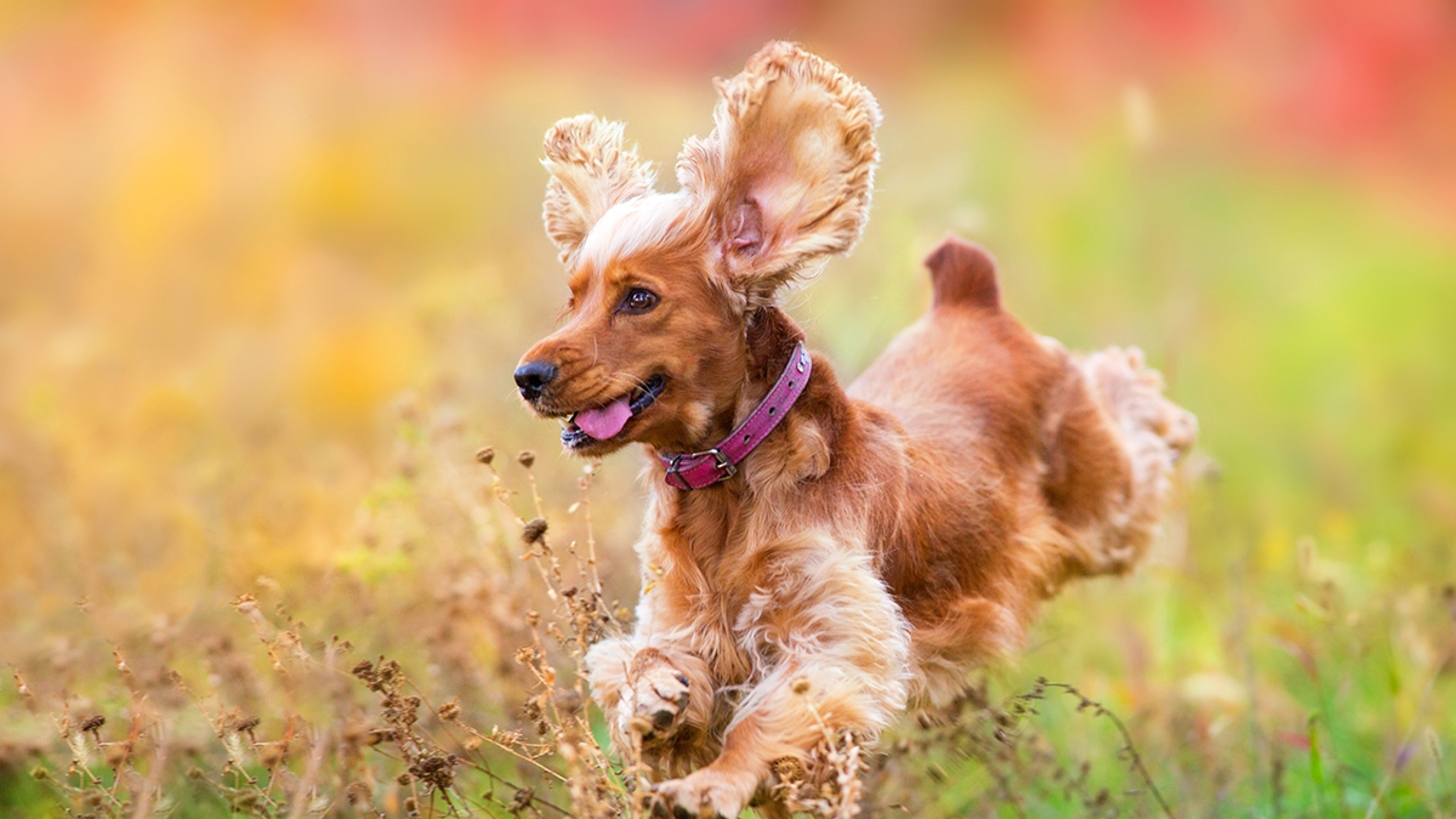 Unique birthday gifts with a cocker spaniel puppy running in a field.