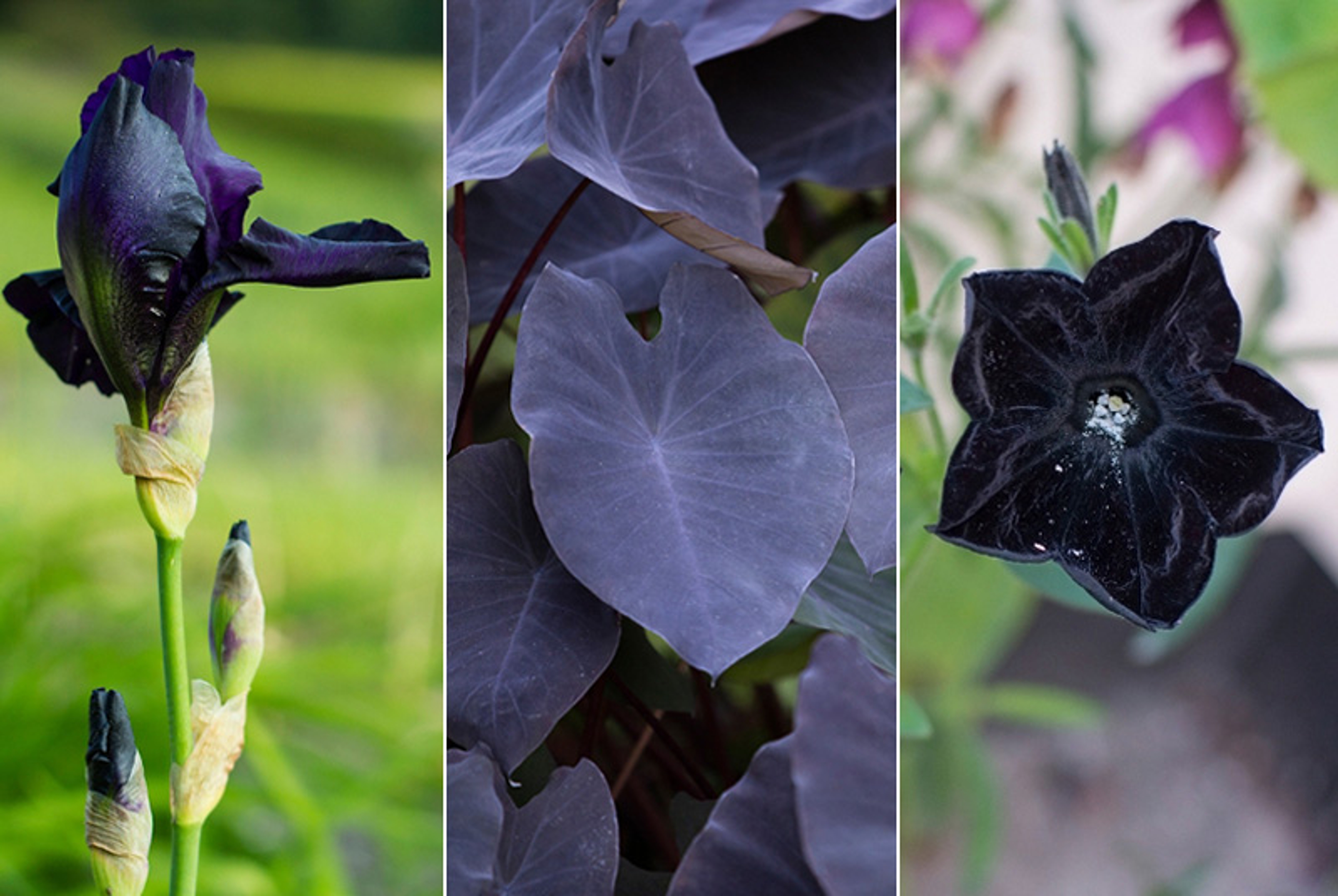 types of black flowers hero