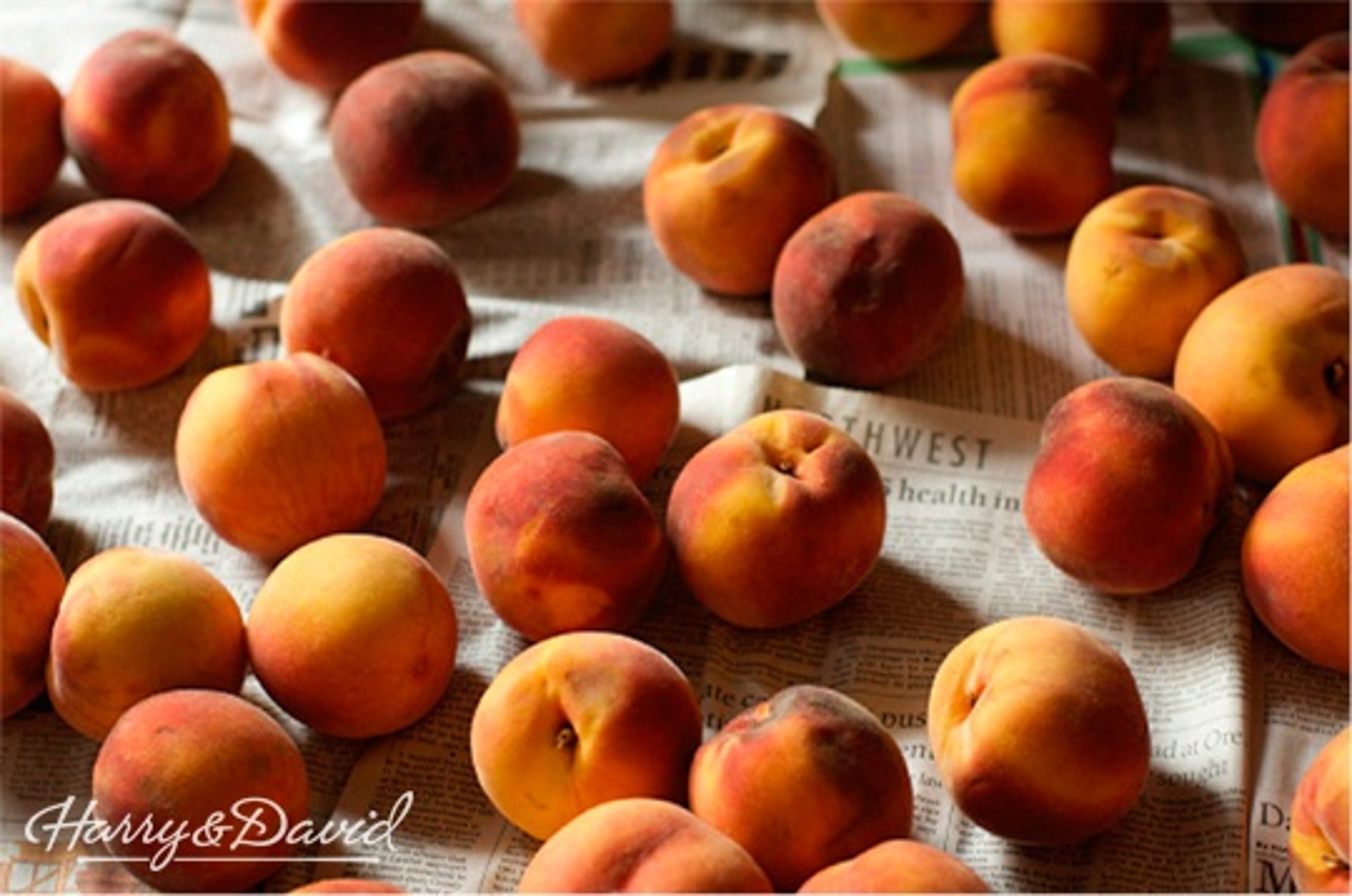 Oregold Peaches for Canning Canning Peaches Harry & David