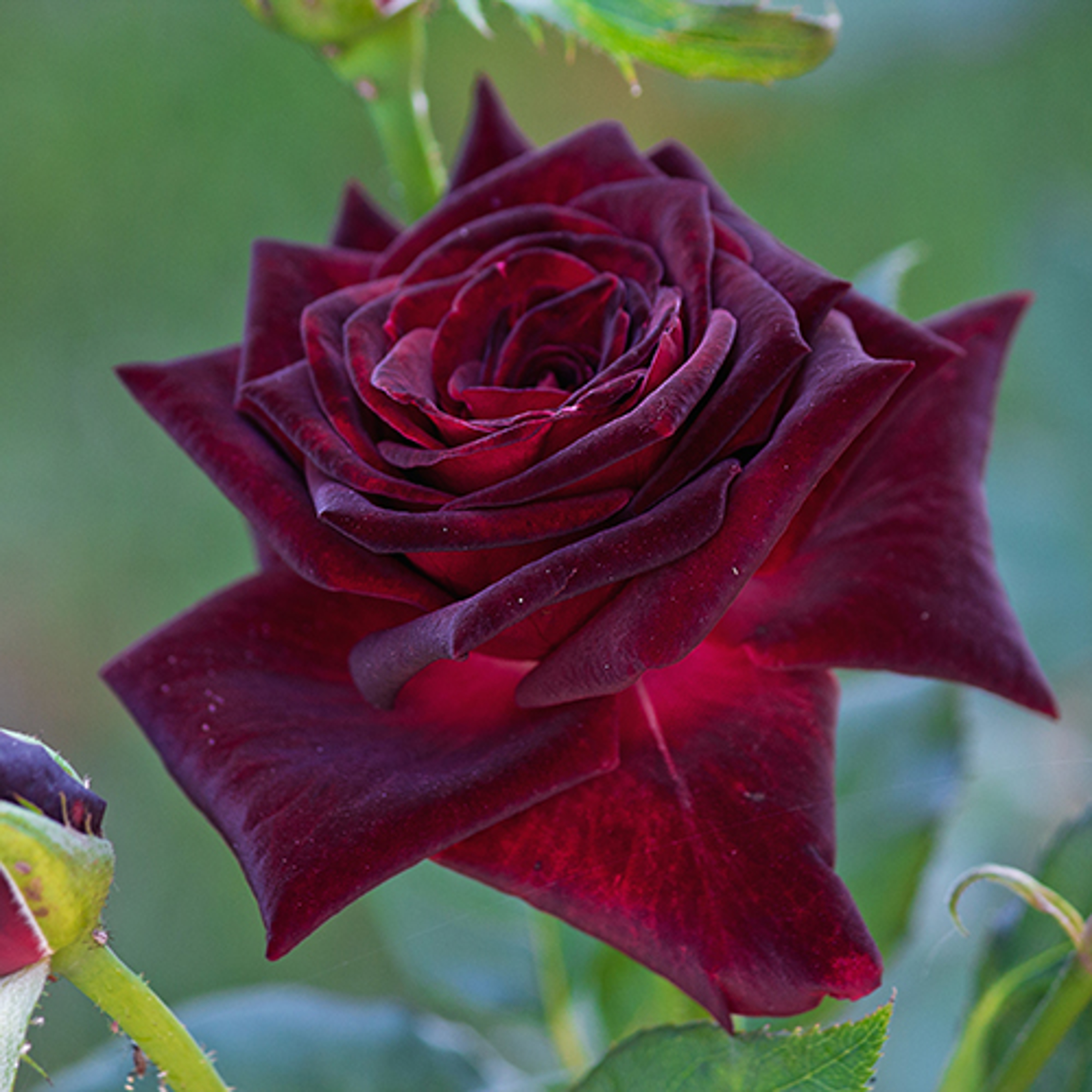 dark burgundy rose on the flowerbed closeup