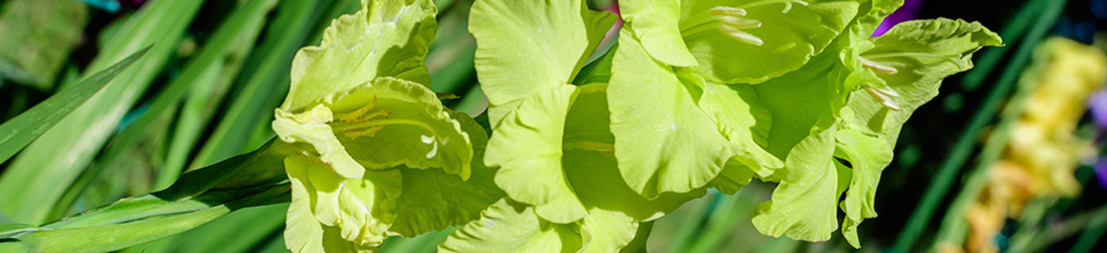Close up of many delicate vivid green pistachio Gladiolus flowers in full bloom in a garden in a sunny summer day
