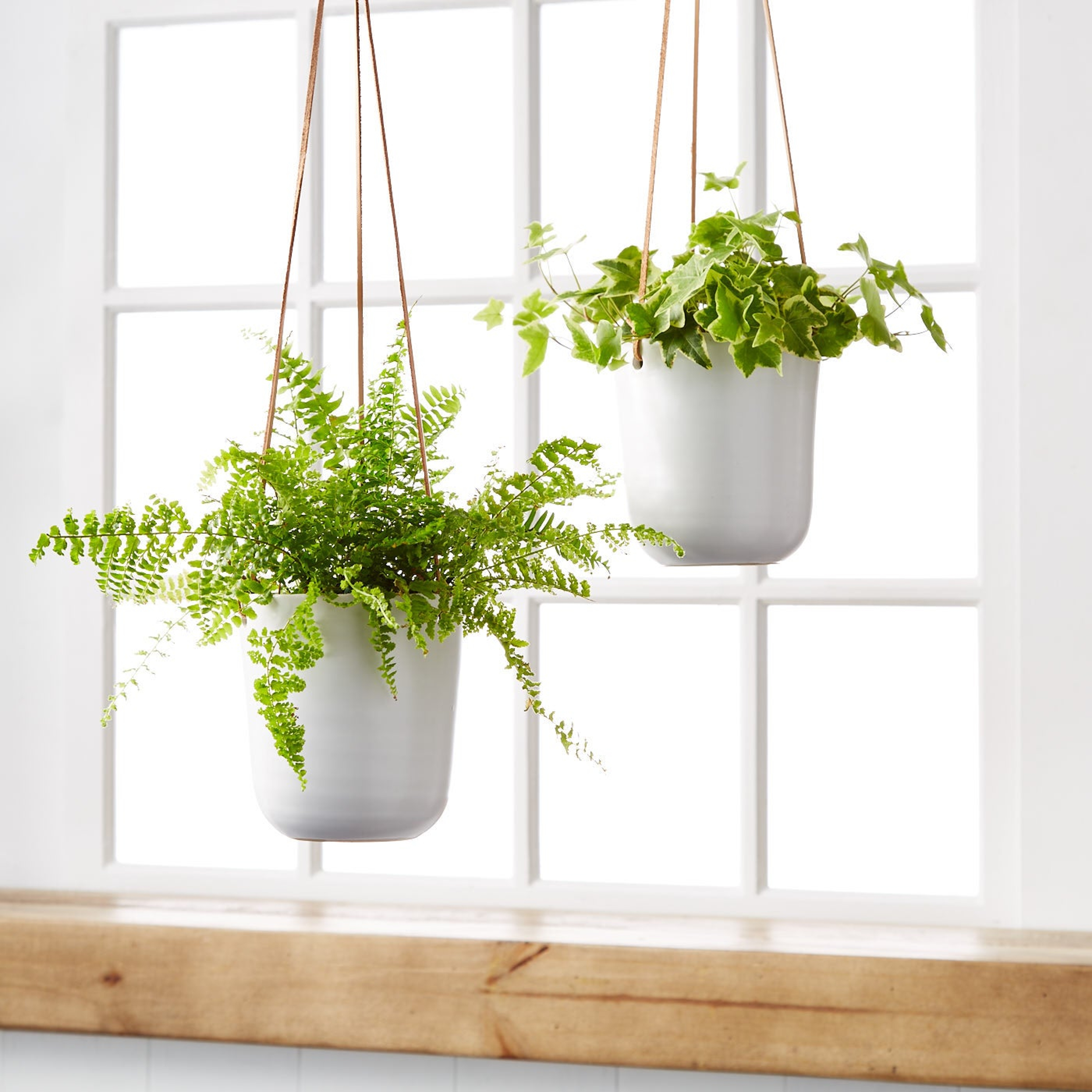 Boston Fern Hanging Plant and English Ivy Hanging Plant