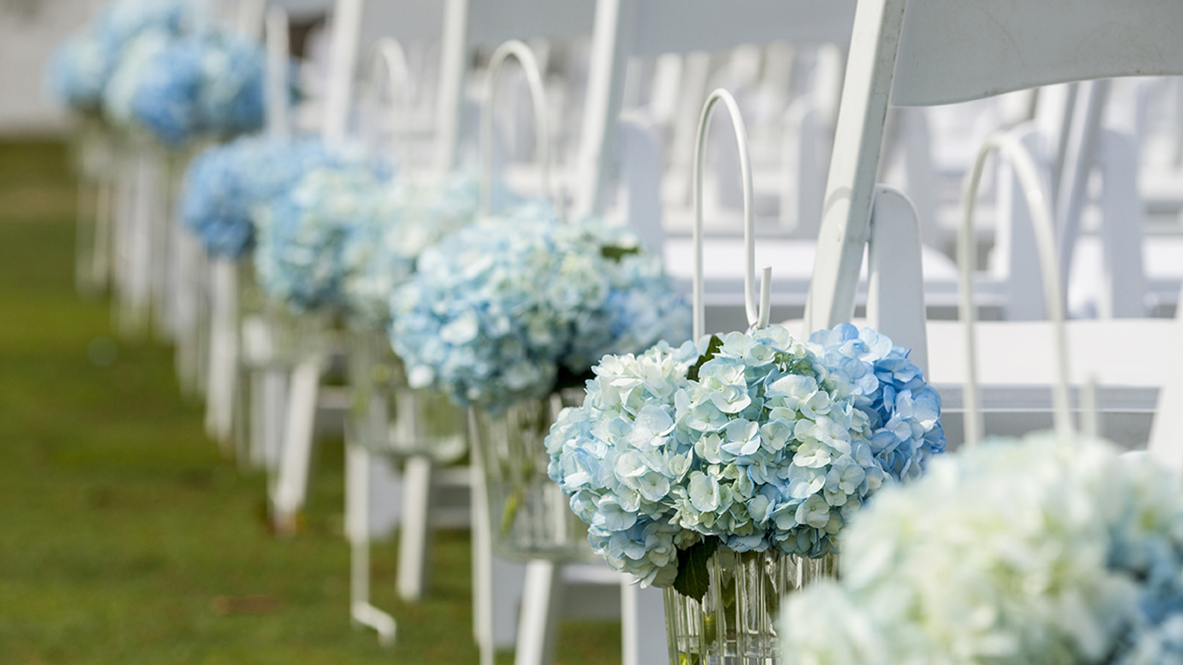 Bouquets of hydrangeas hanging from chairs for outdoor wedding.