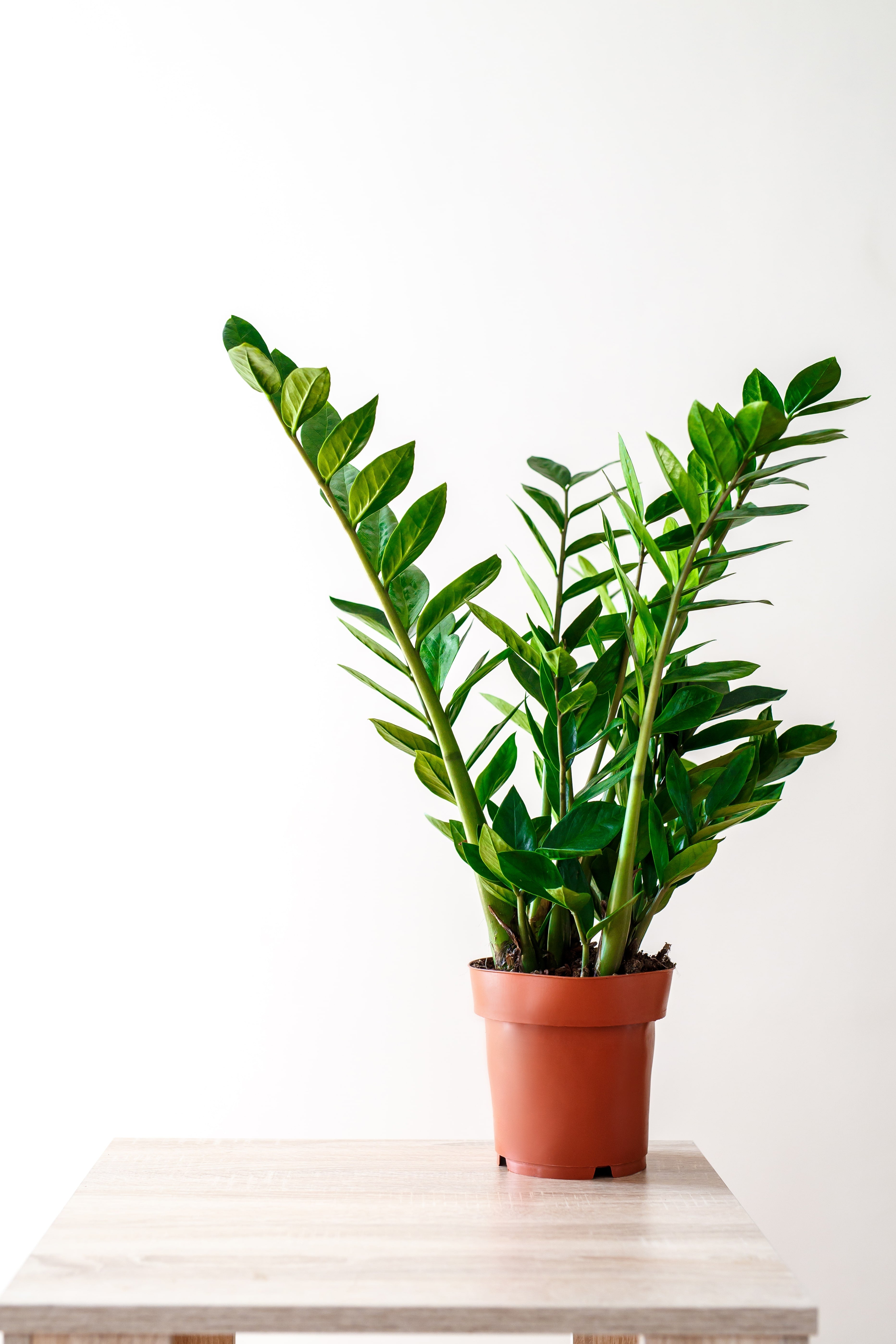 ZZ Plant  Zamioculcas Zamiifolia  can grow and grow, even if you're a beginner plant parent. Get it at plants.com