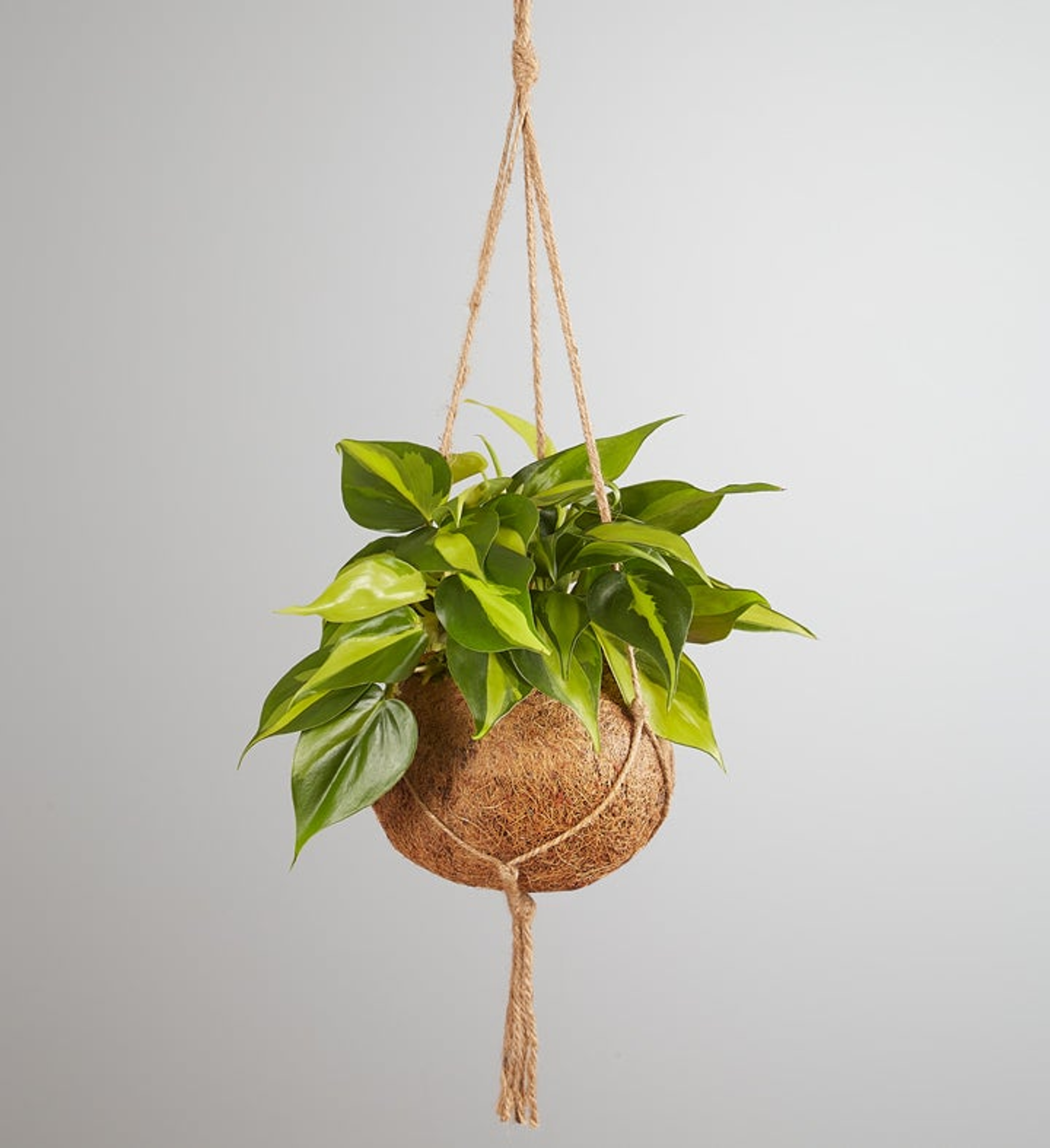 Tropical brasil hanging planter