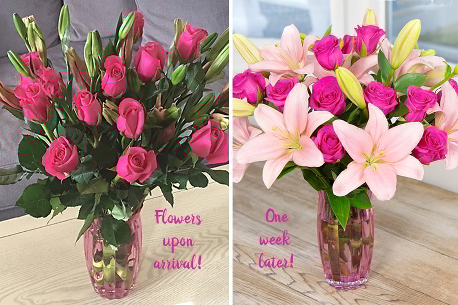 direct ship bud to bloom