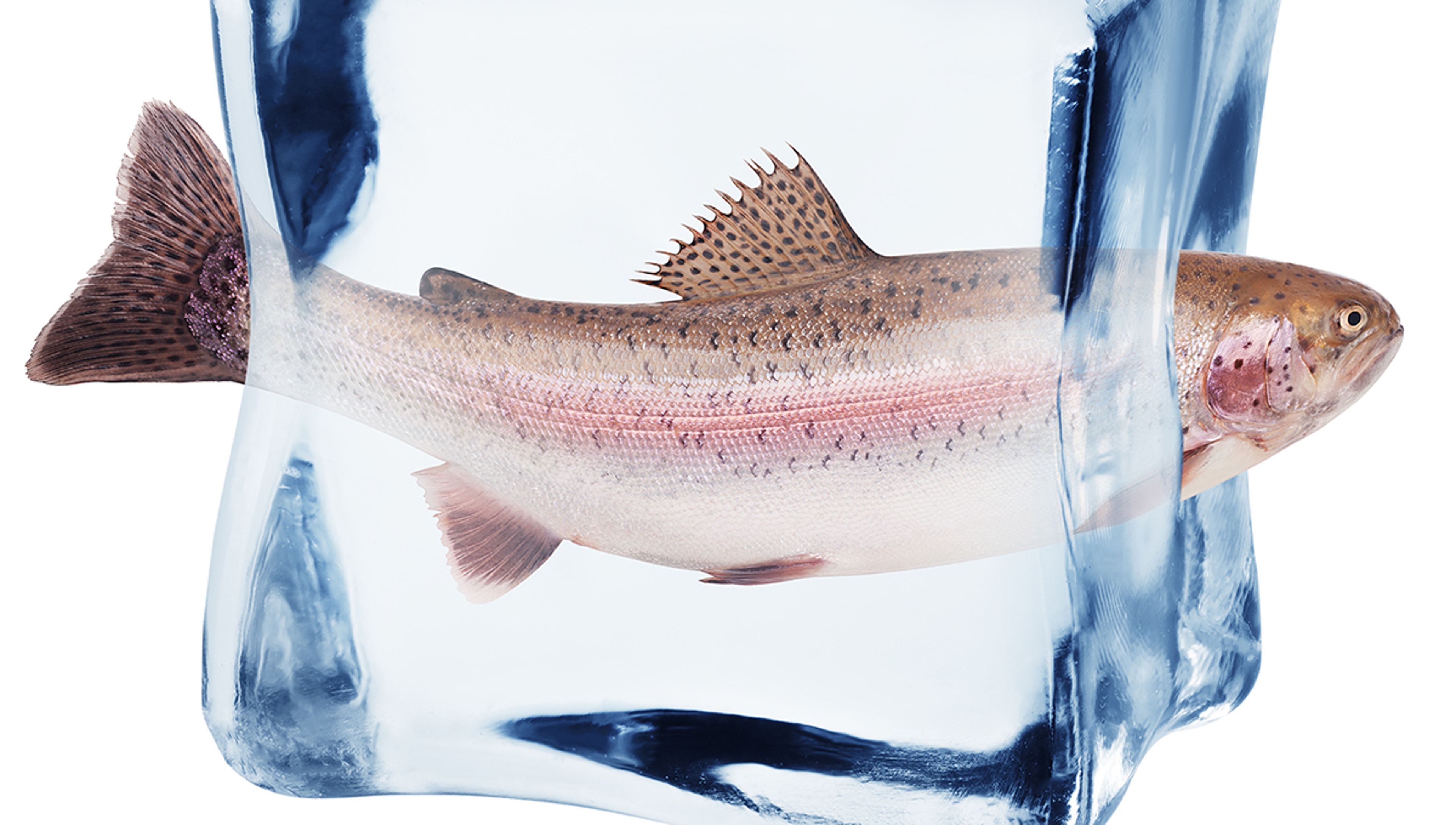 Article Cards Featured Image rainbow trout in ice cube, isolated on white background, clipping path, full depth of field