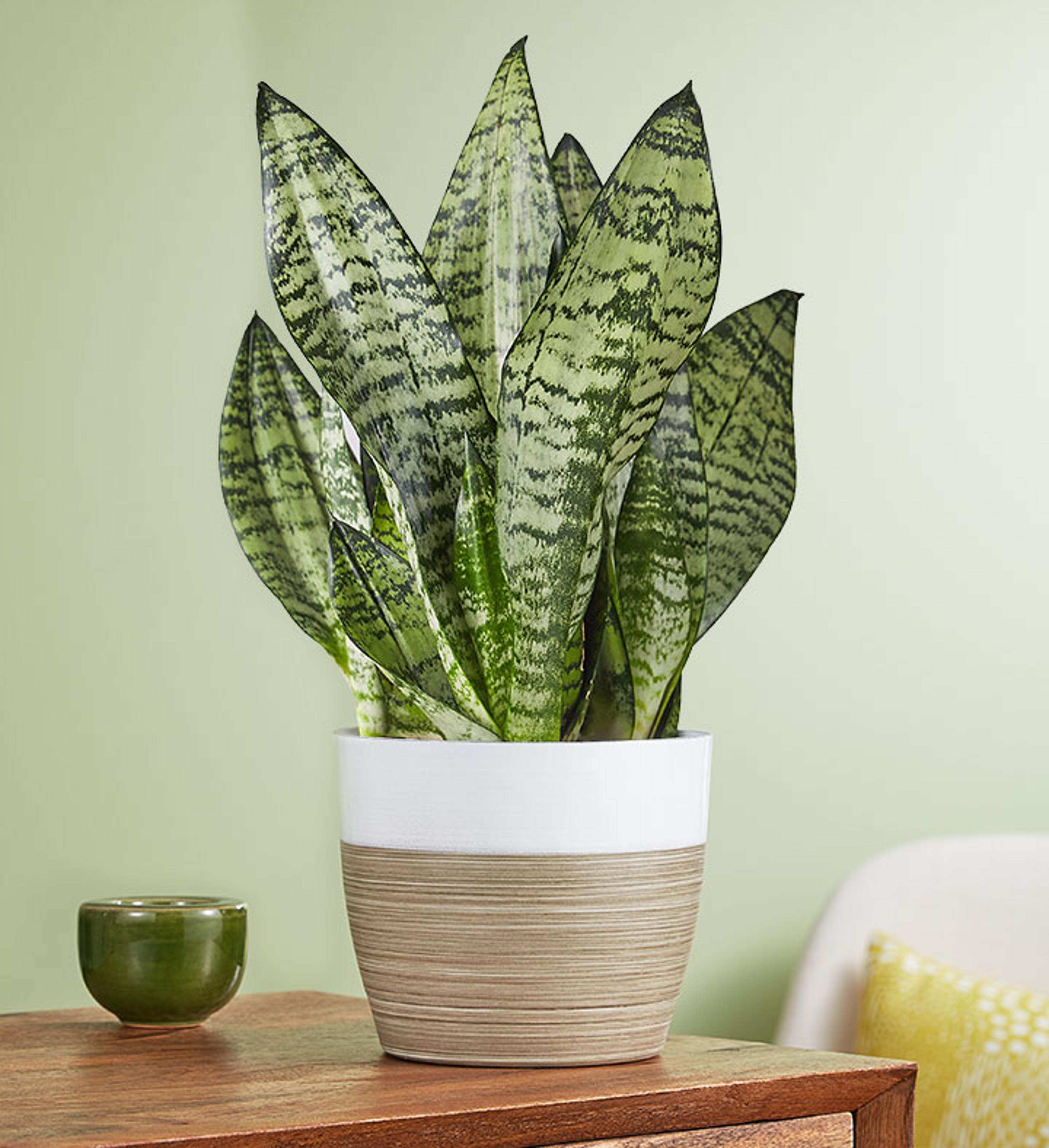 Snake Plant  Sansevieria