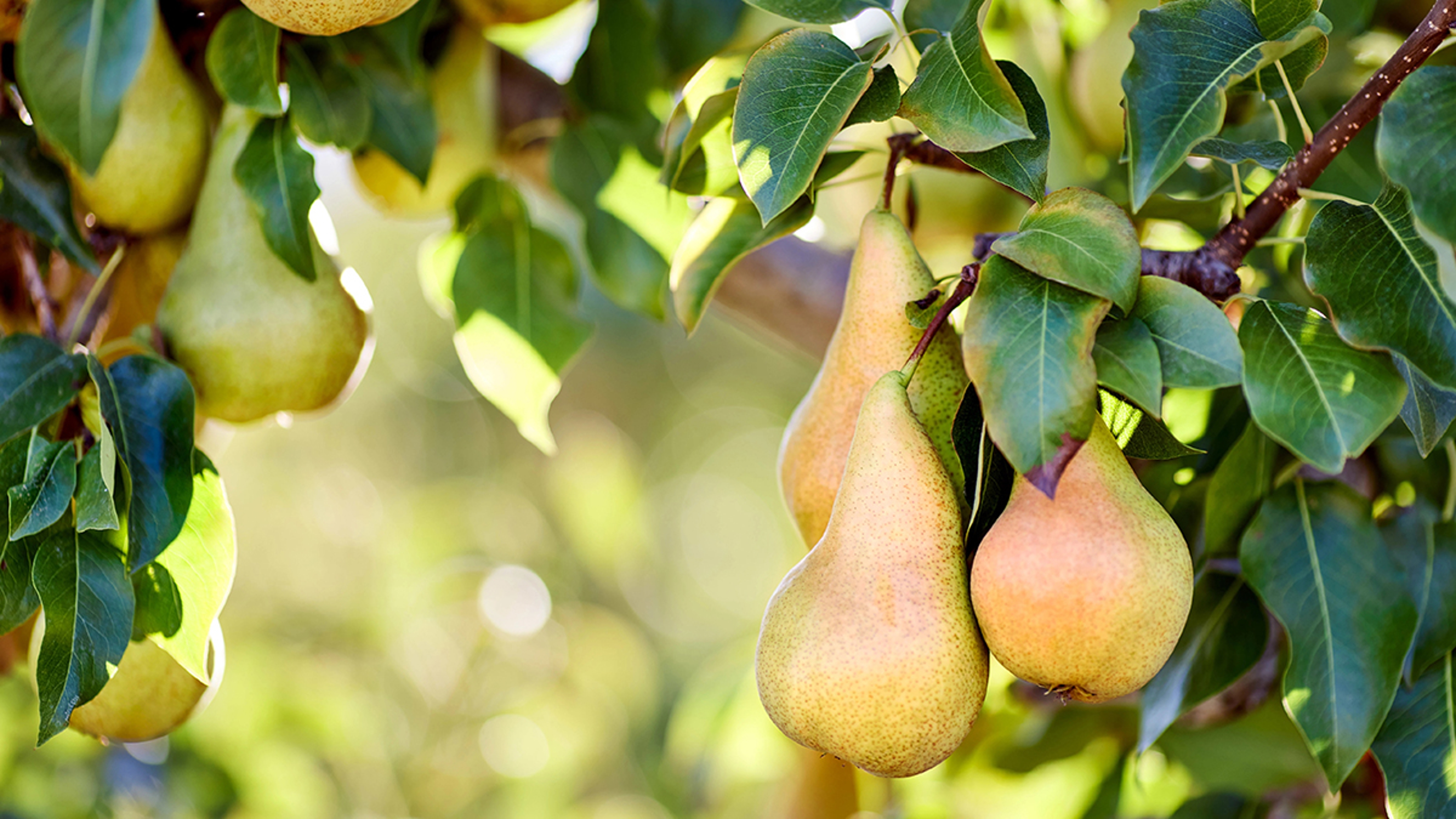 Royal Riviera pears history with pears on a tree.