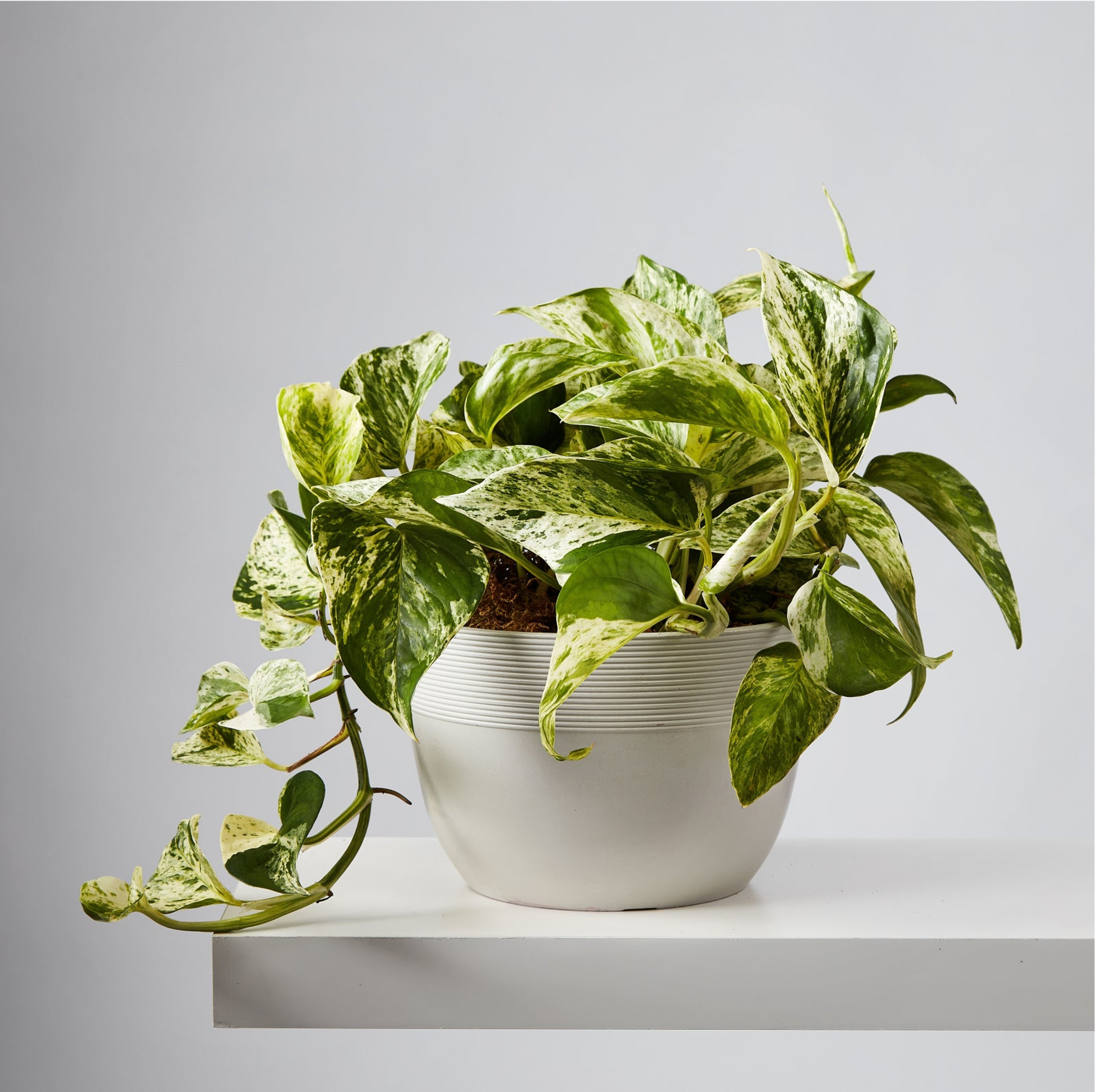 Devil's Ivy  Marble Queen Pothos