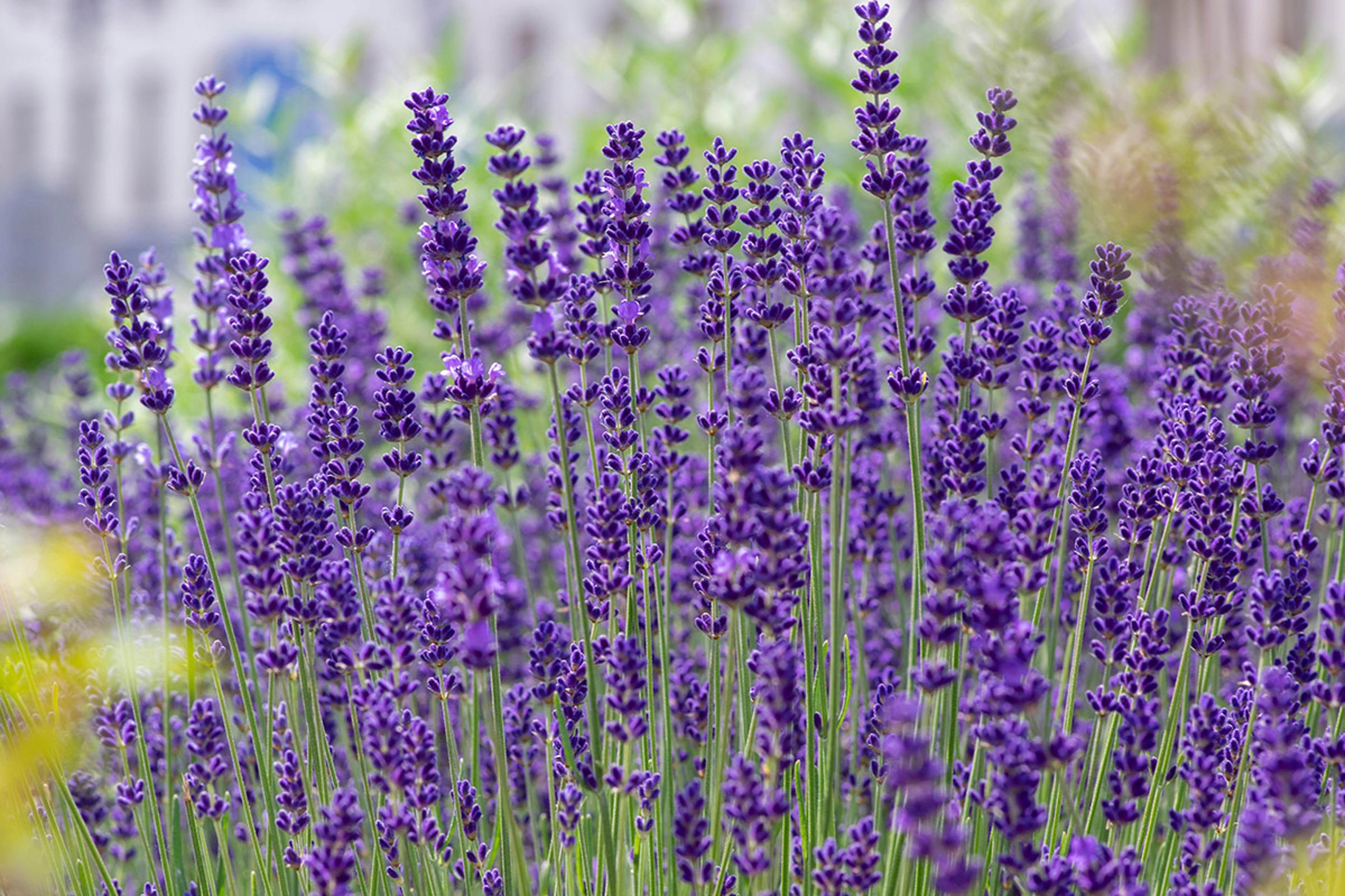 types of lavender english lavender